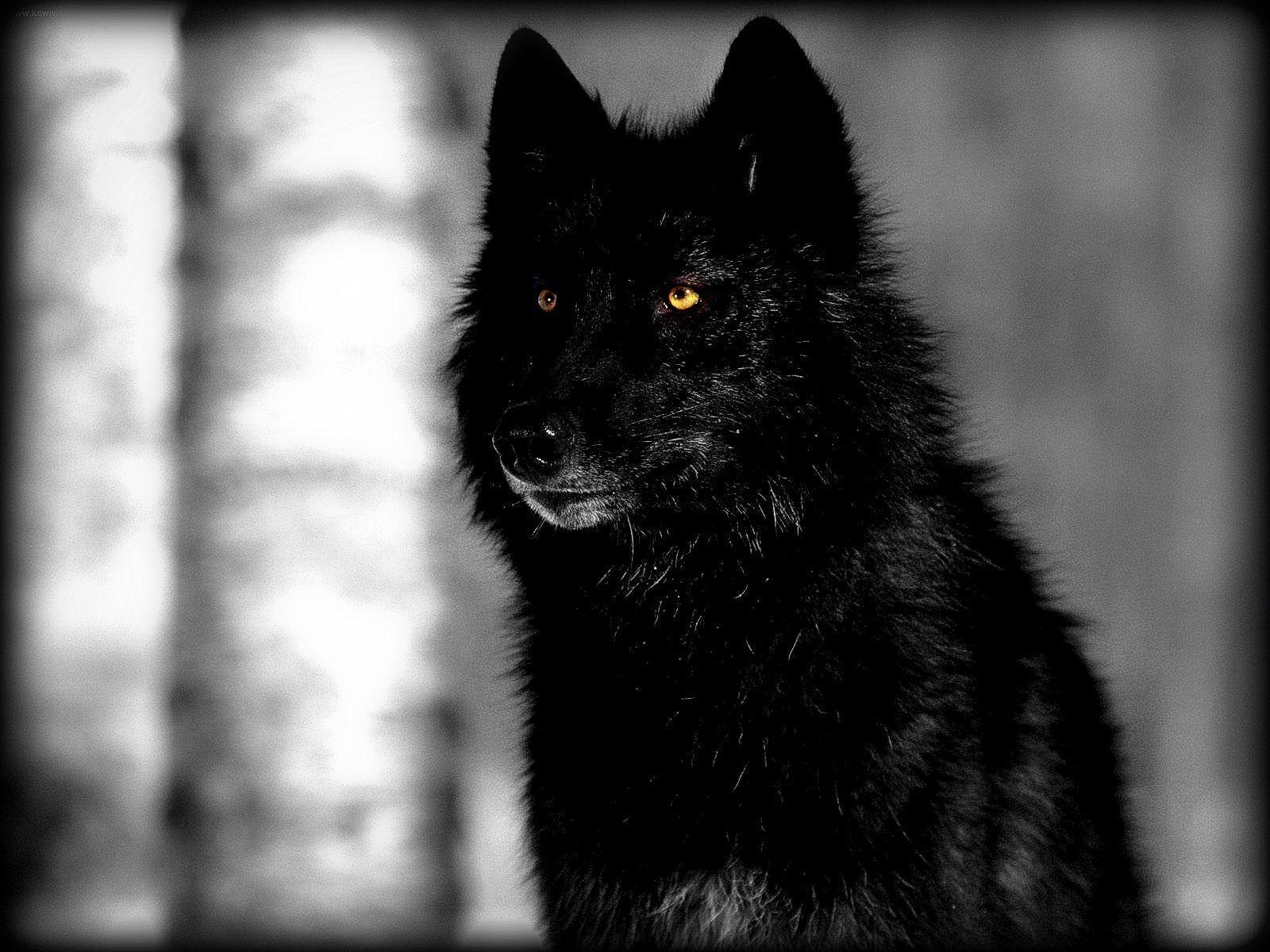 Cool Black And White Wolf Wallpapers Wallpapers