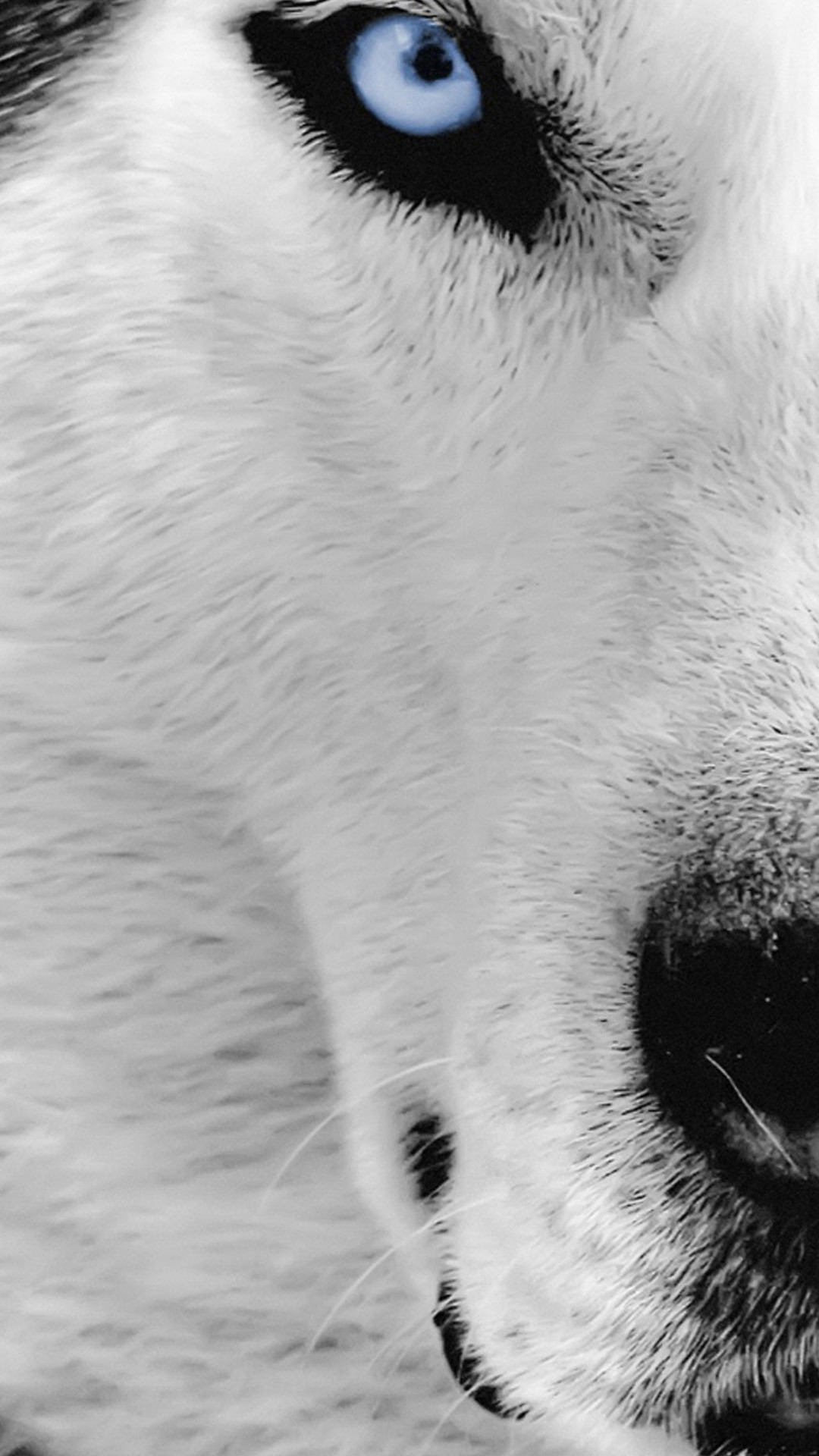 Cool Black And White Wolf Wallpapers Wallpapers