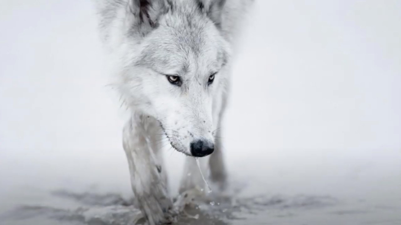 Cool Black And White Wolf Wallpapers Wallpapers