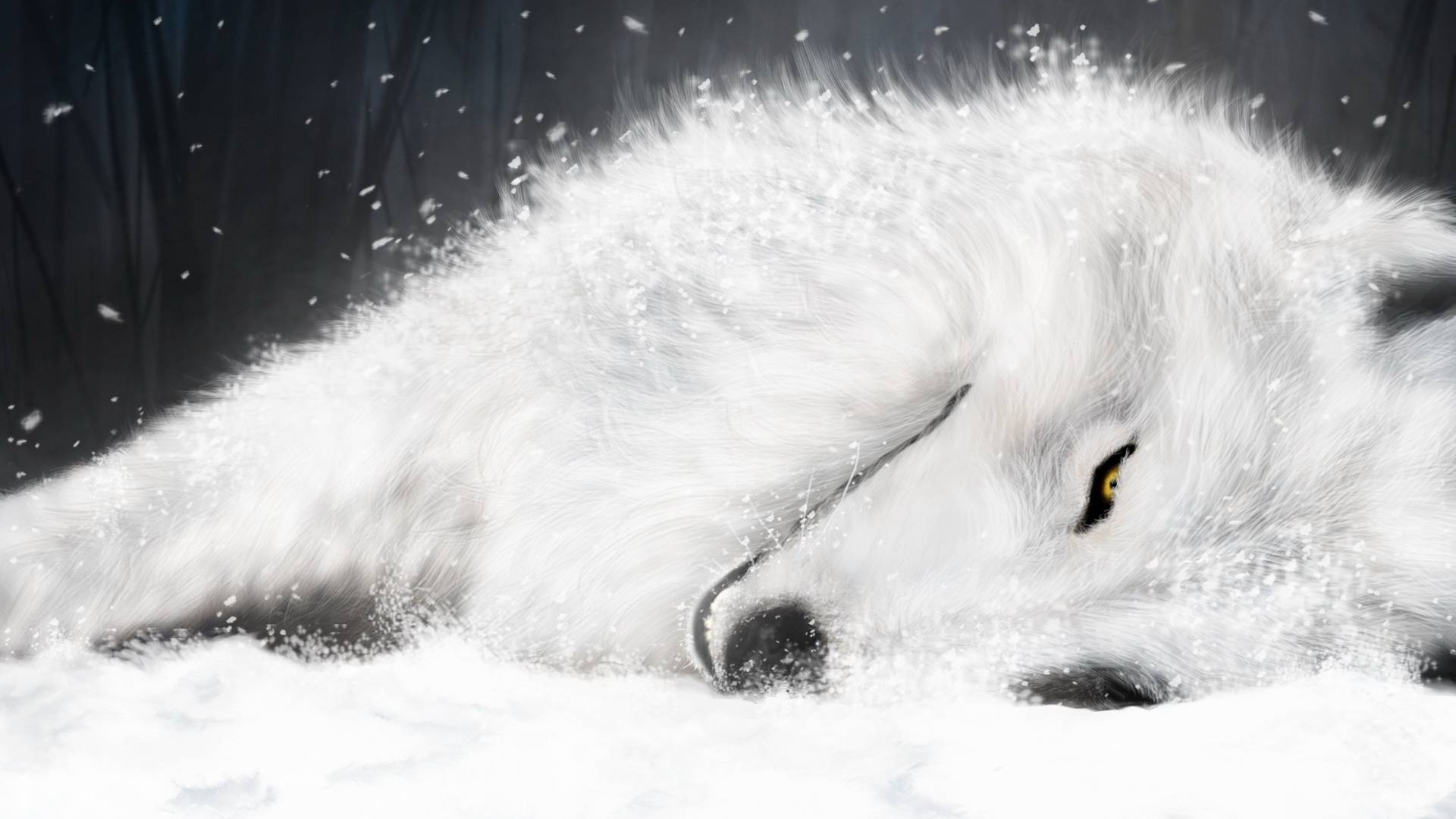 Cool Black And White Wolf Wallpapers Wallpapers