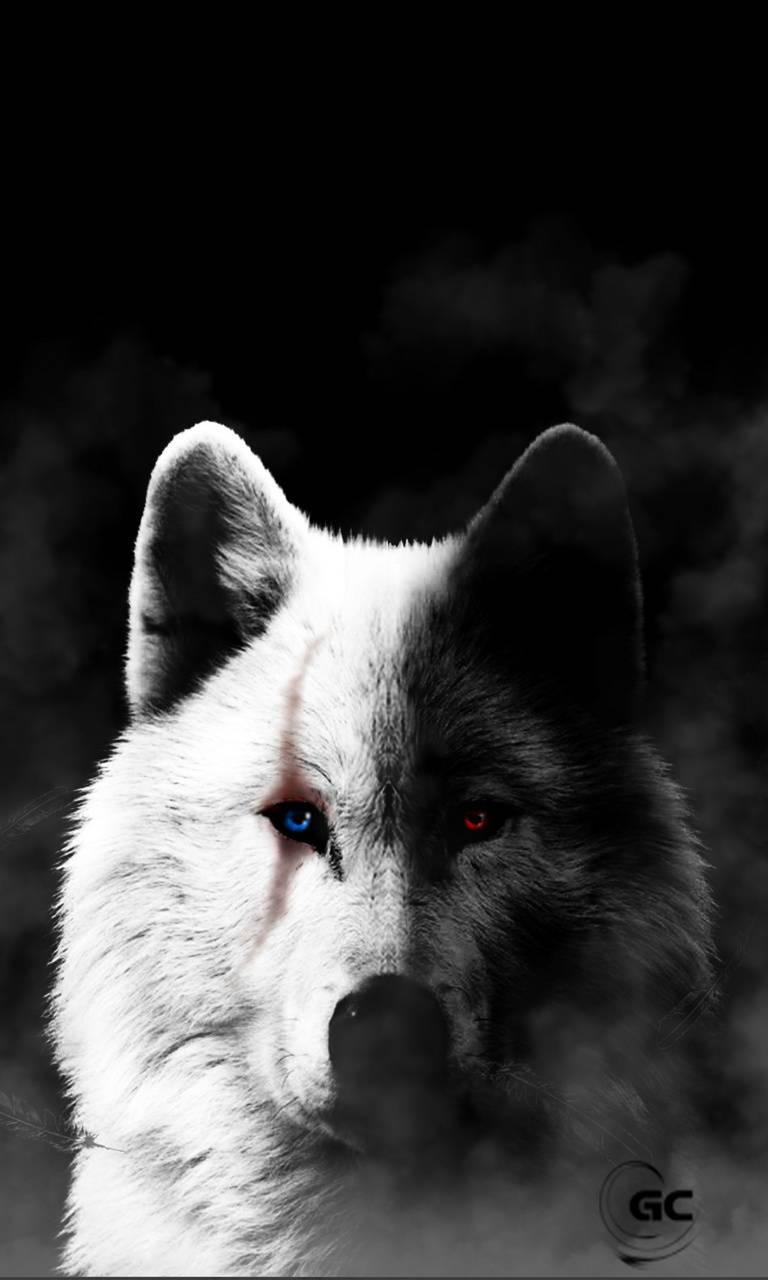 Cool Black And White Wolf Wallpapers Wallpapers