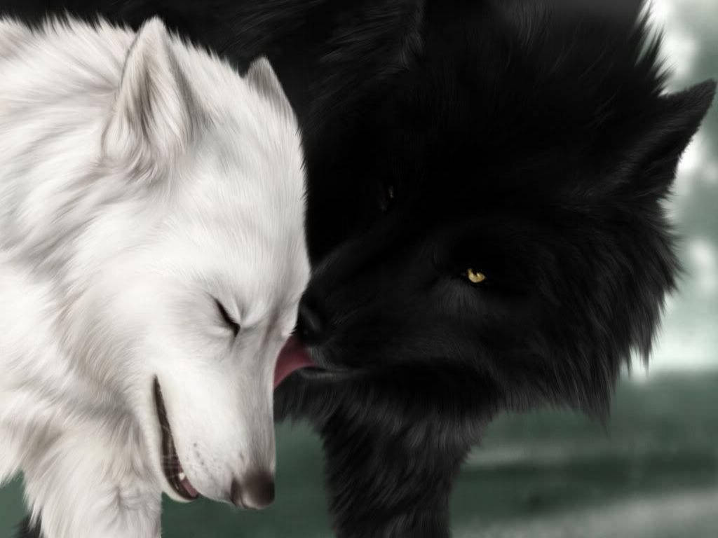 Cool Black And White Wolf Wallpapers Wallpapers