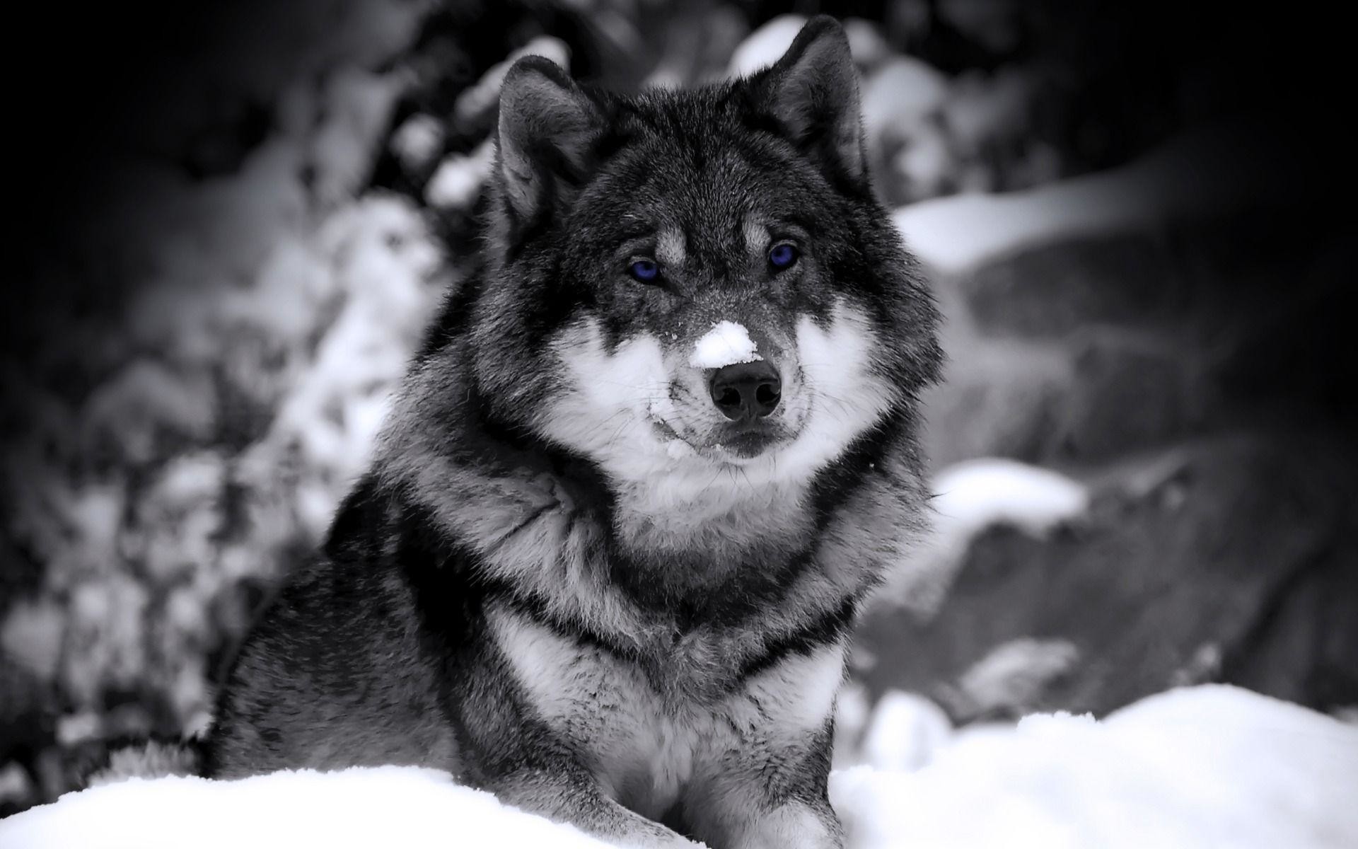 Cool Black And White Wolf Wallpapers Wallpapers