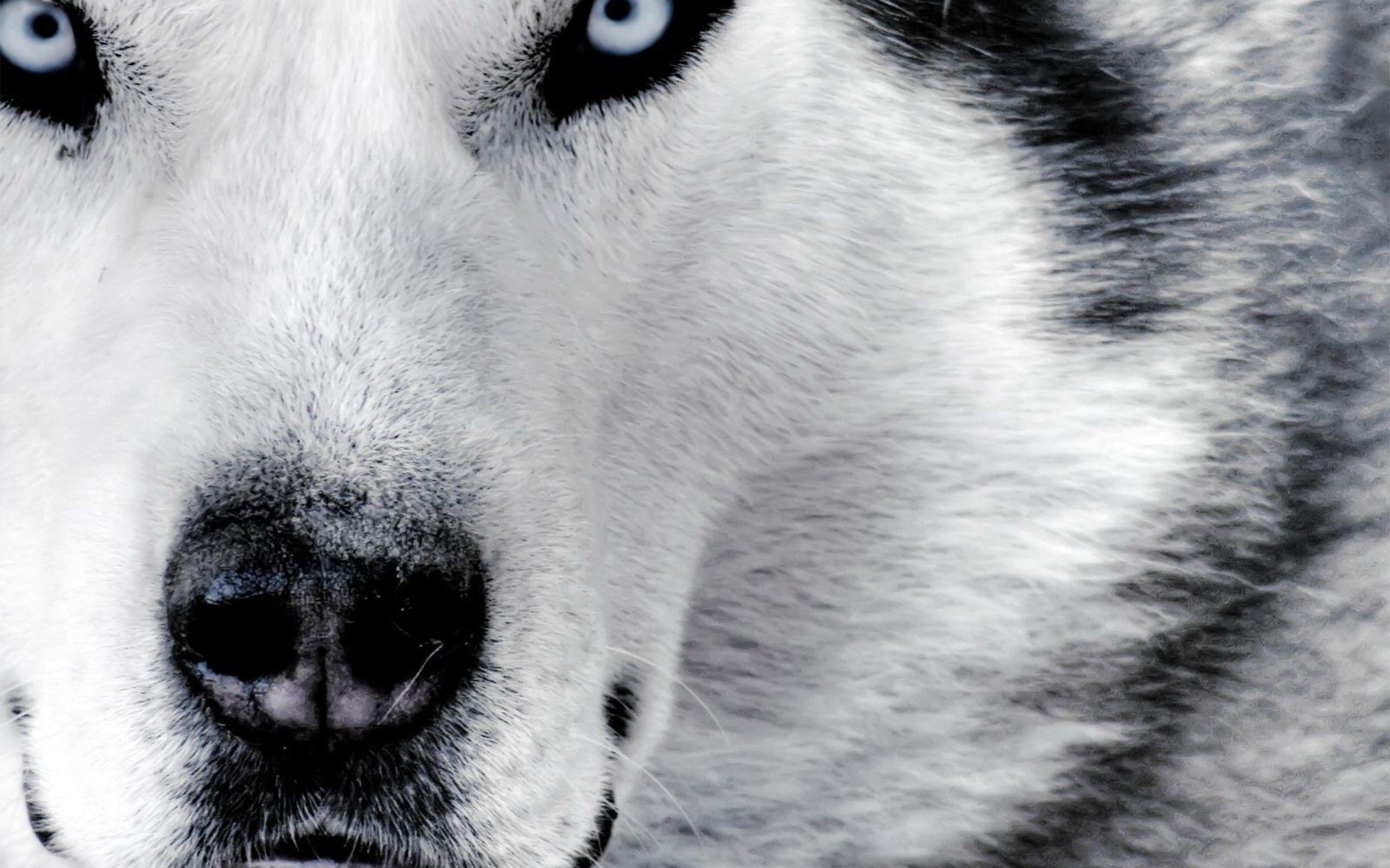 Cool Black And White Wolf Wallpapers Wallpapers