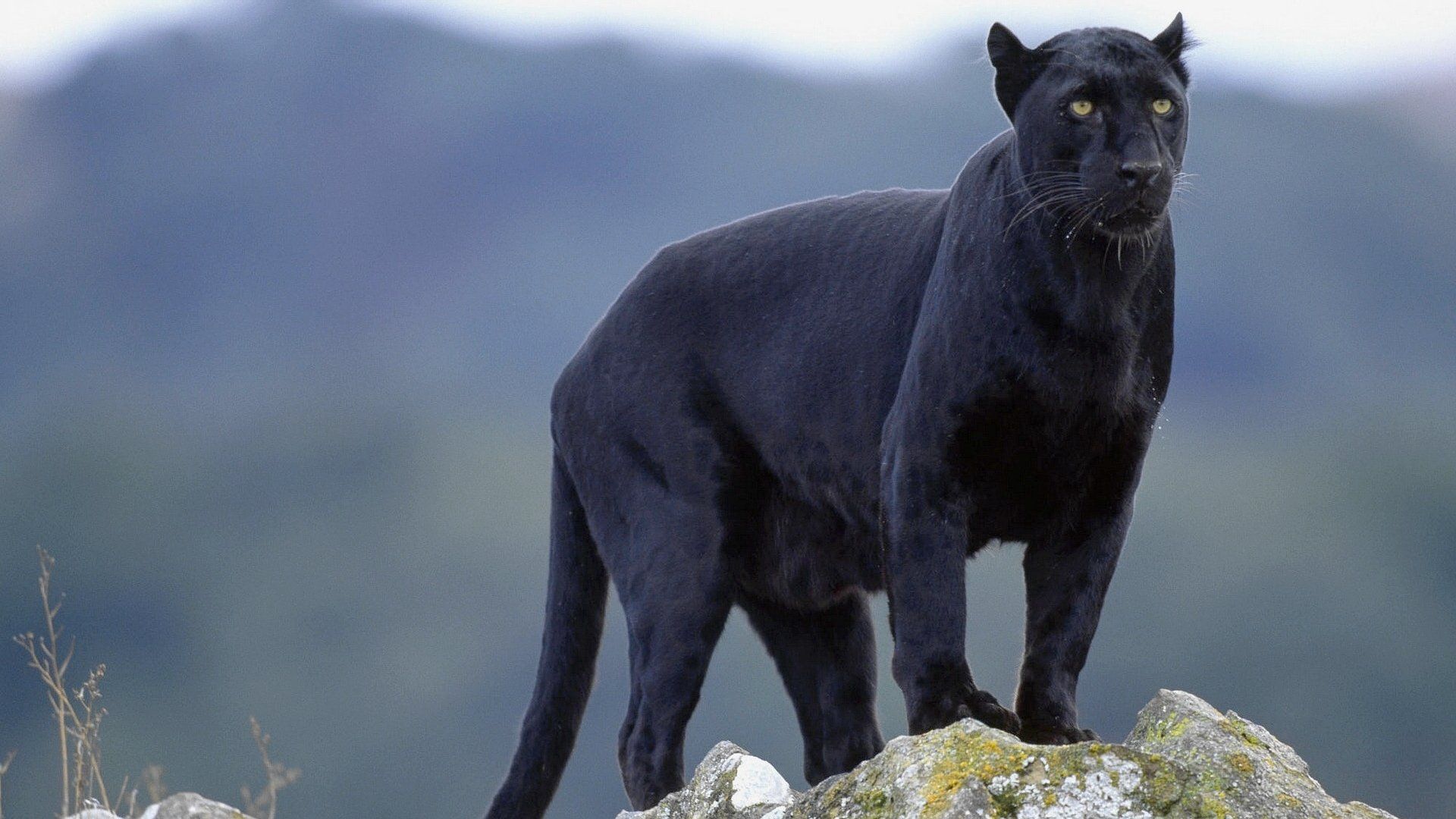 Cool Black Panther Animal Wallpapers