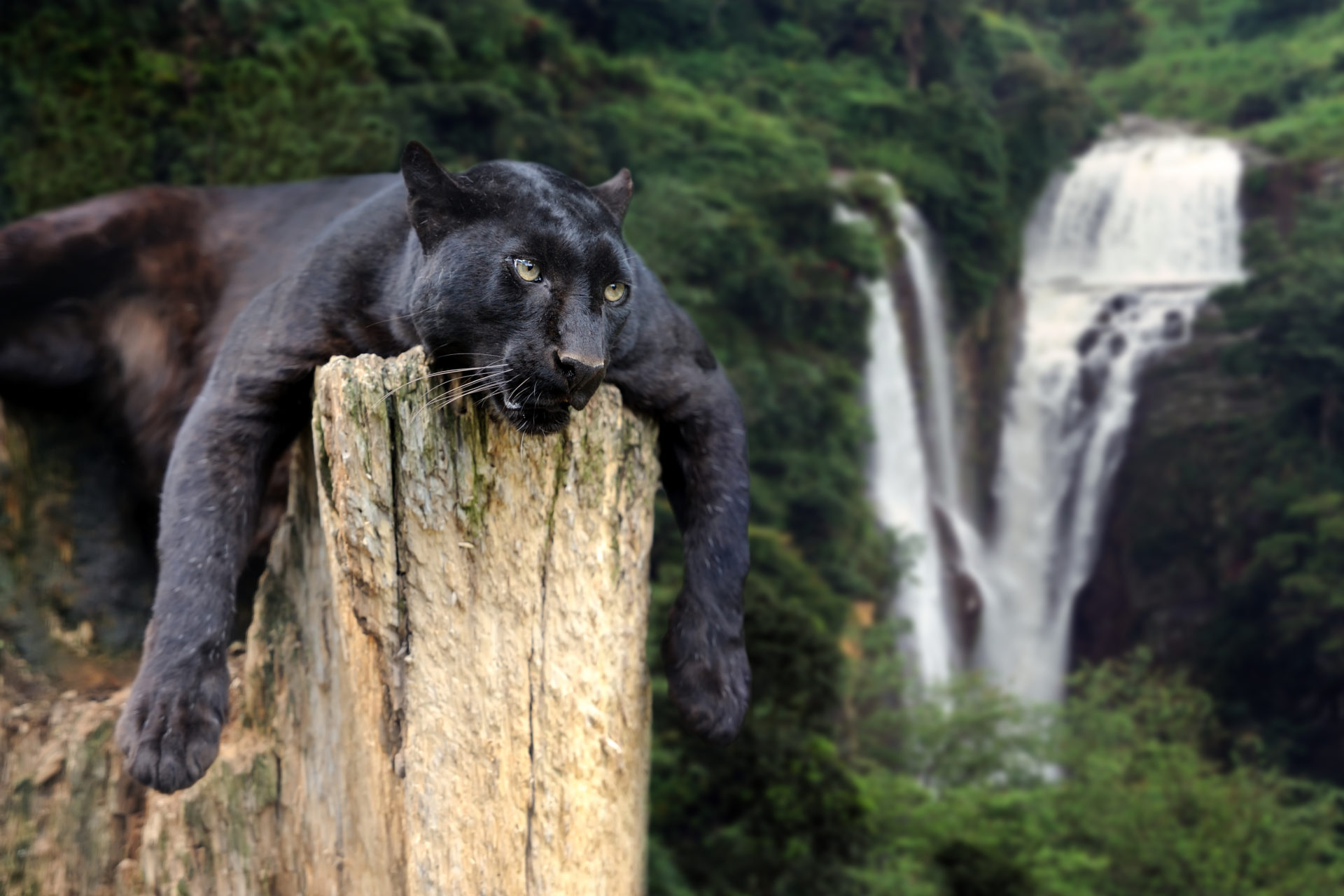 Cool Black Panther Animal Wallpapers