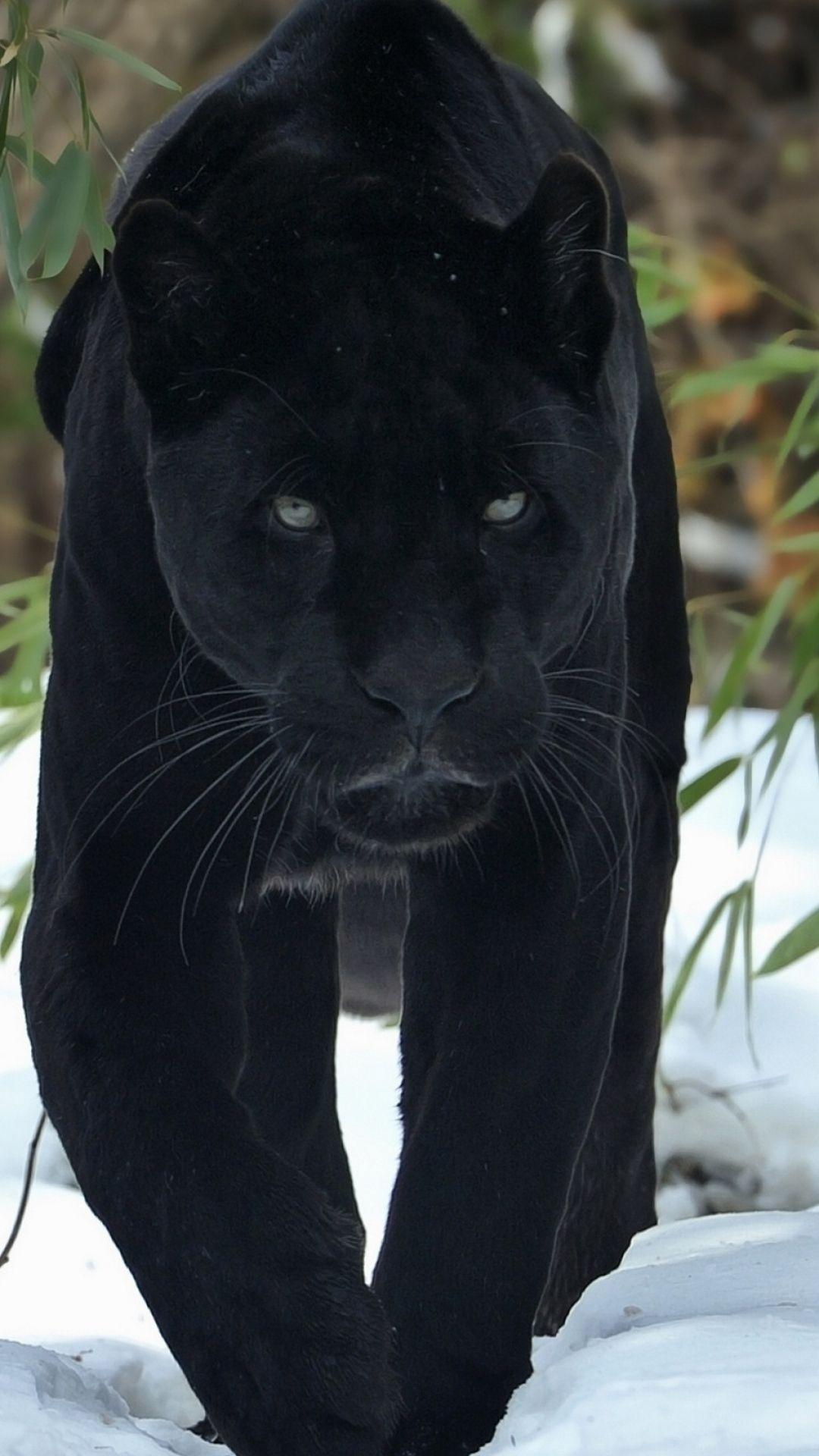 Cool Black Panther Animal Wallpapers