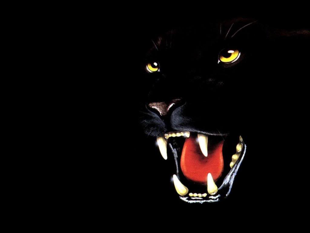 Cool Black Panther Animal Wallpapers