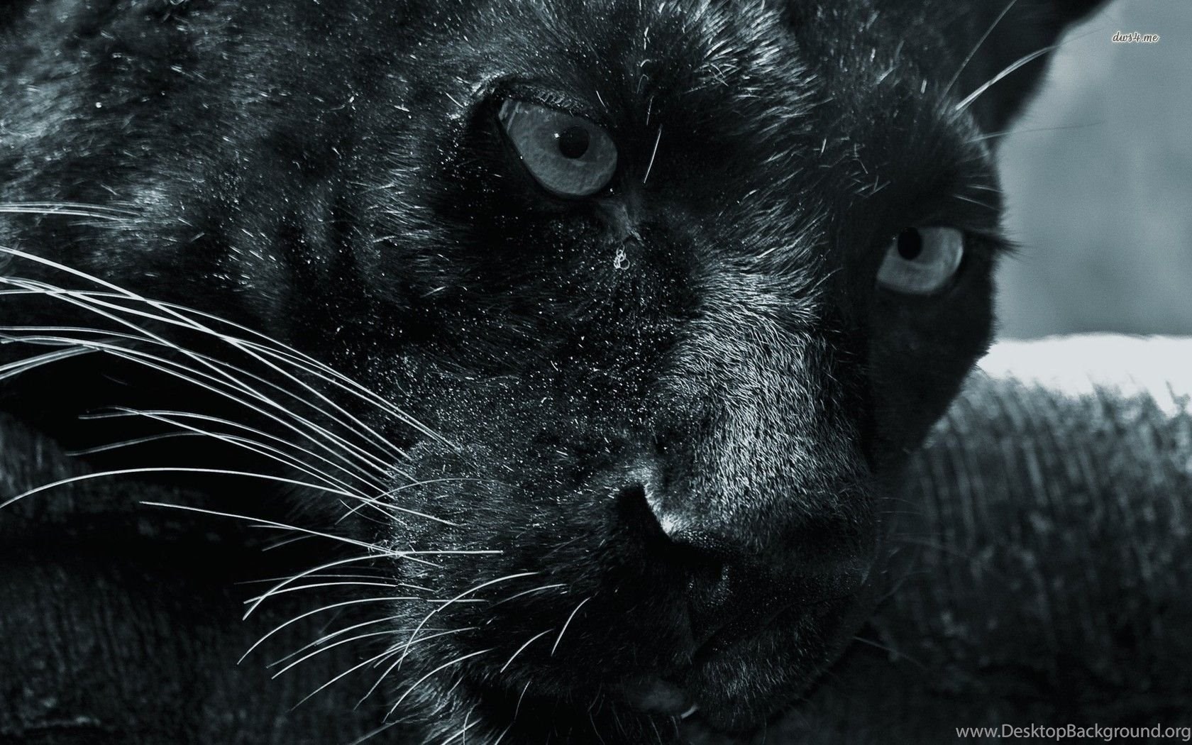 Cool Black Panther Animal Wallpapers