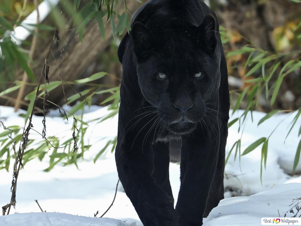 Cool Black Panther Animal Wallpapers