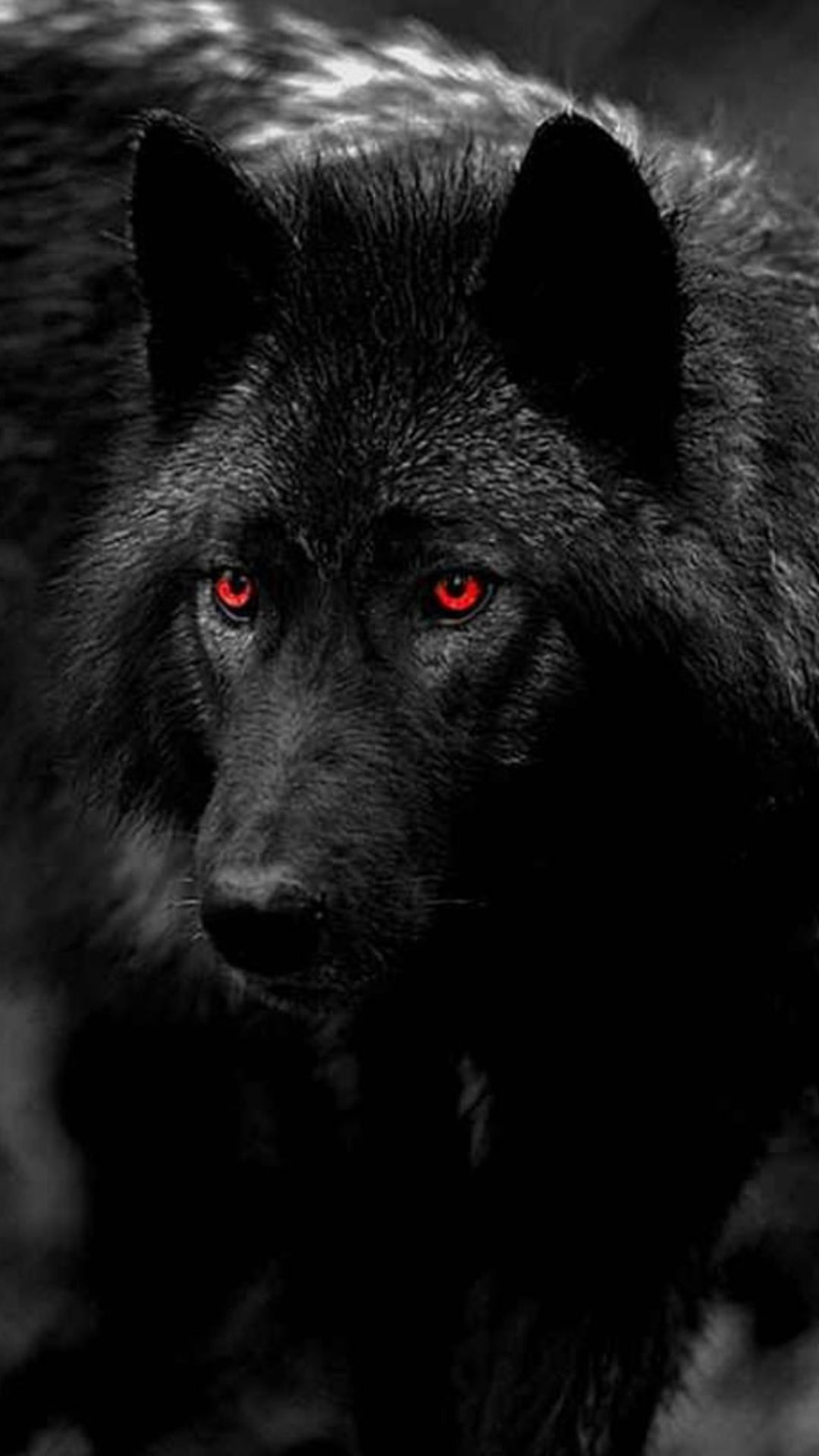 Cool Black Wolf Wallpapers Wallpapers