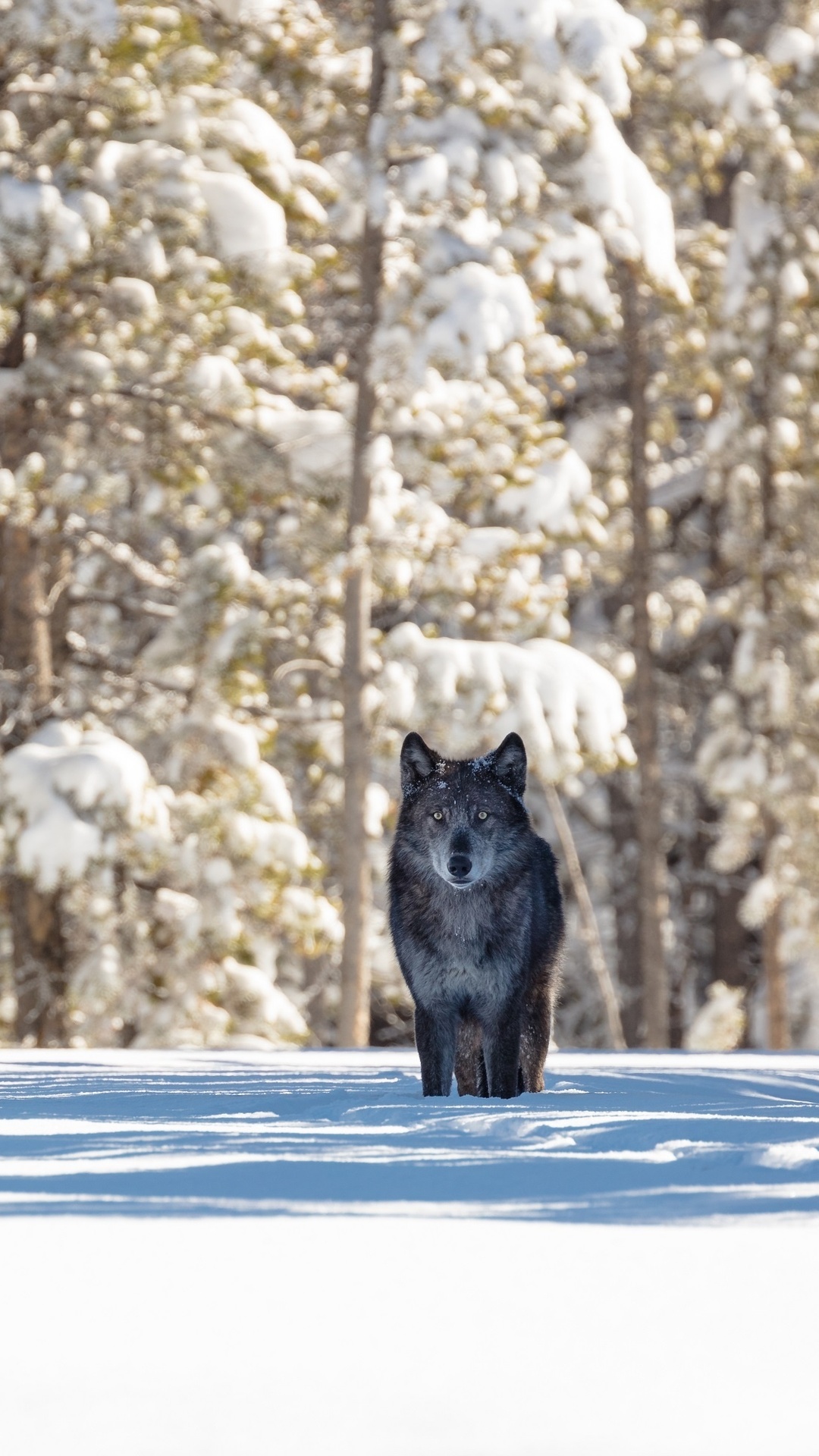 Cool Black Wolf Wallpapers Wallpapers