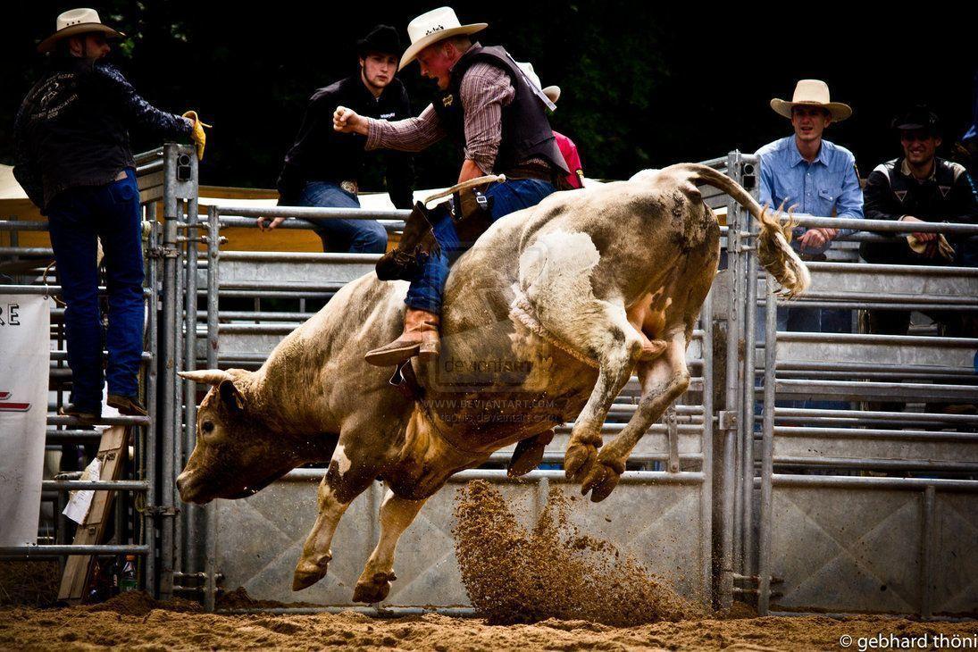 Cool Bull Riding Wallpapers
