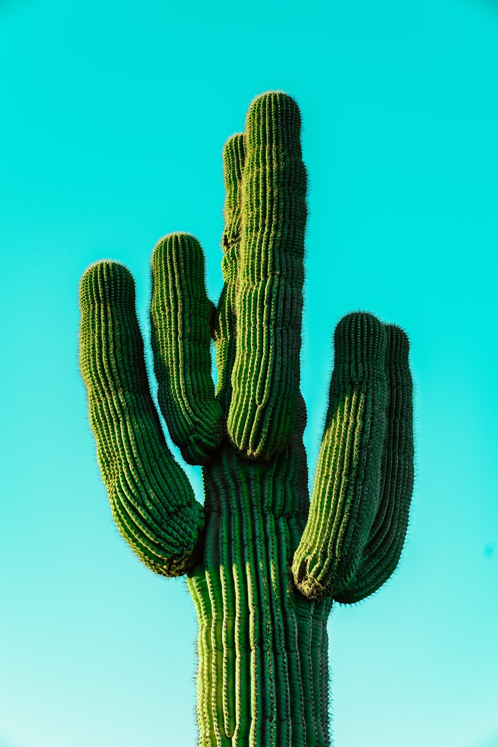 Cool Cactus Wallpapers