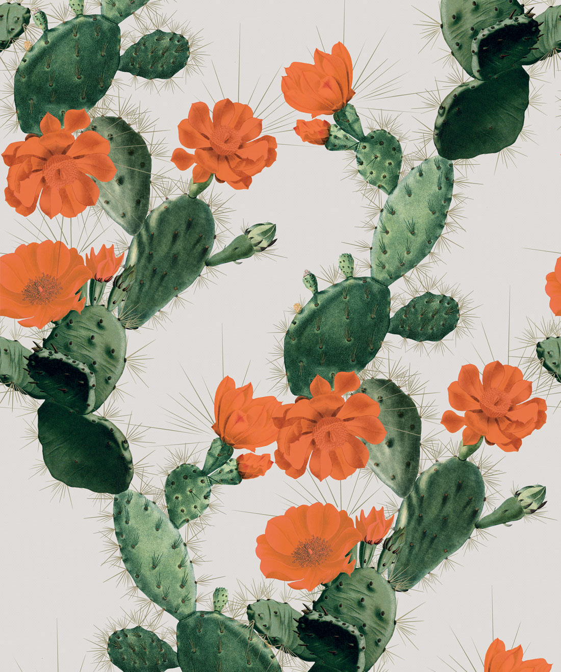 Cool Cactus Wallpapers