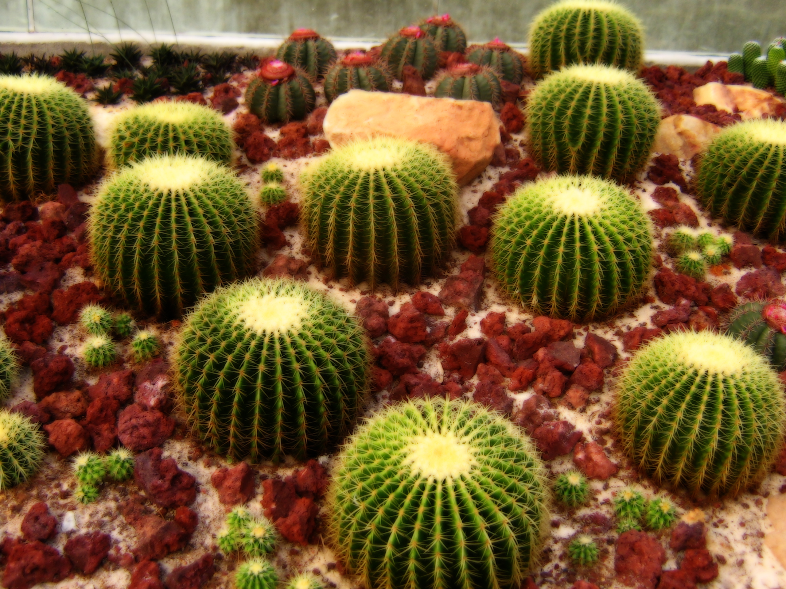 Cool Cactus Wallpapers