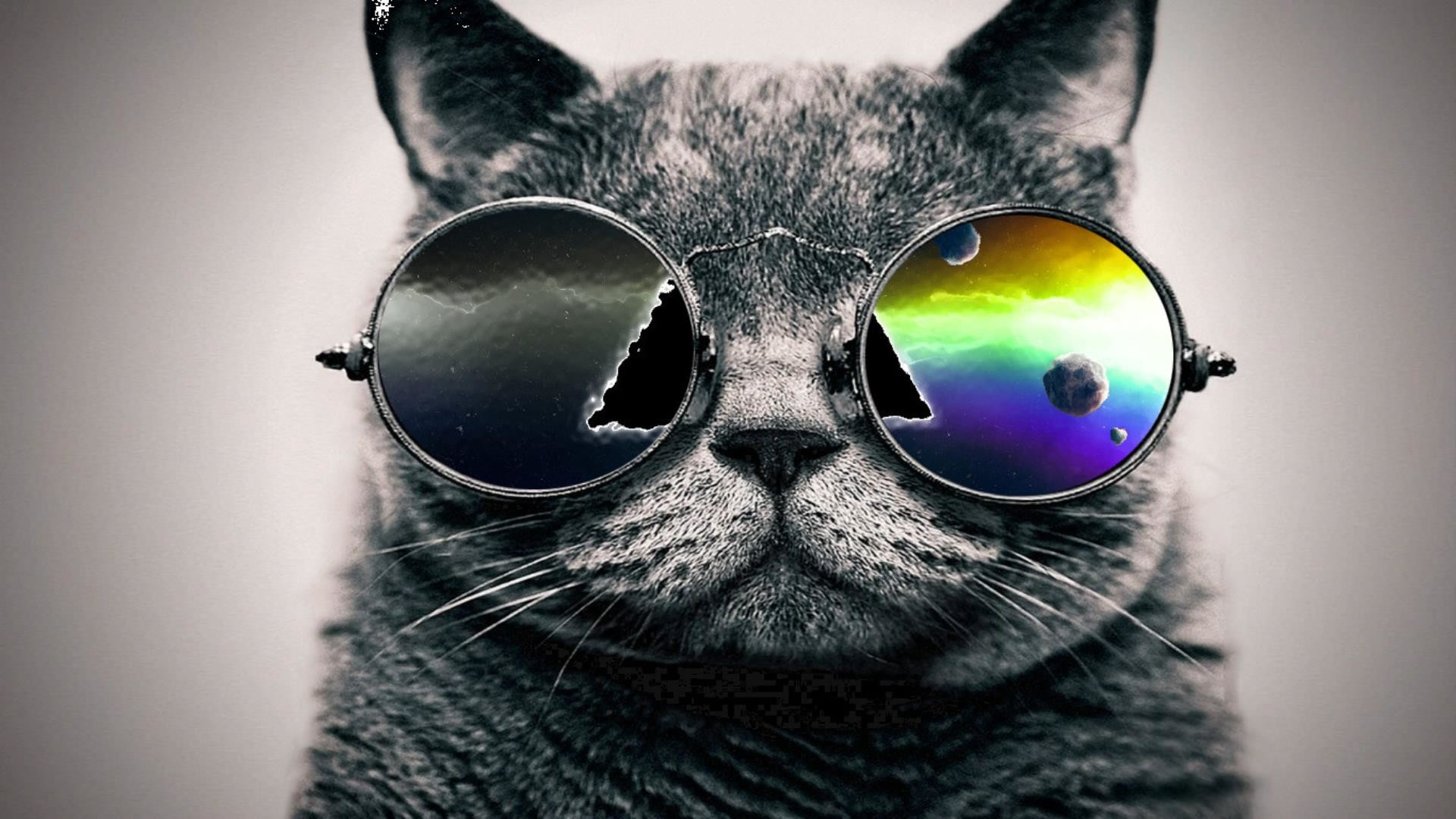 Cool Cat Desktop Wallpapers