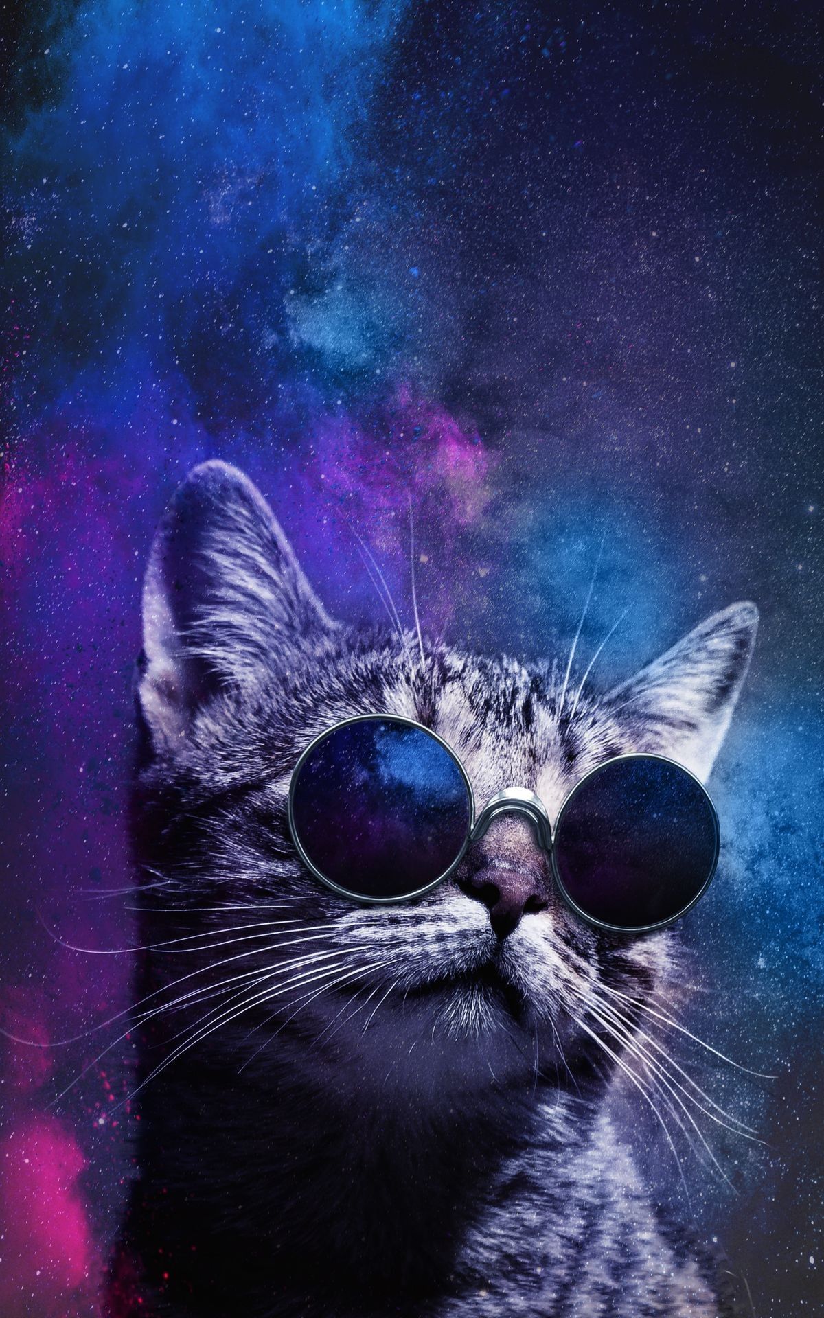 Cool Cat Desktop Wallpapers