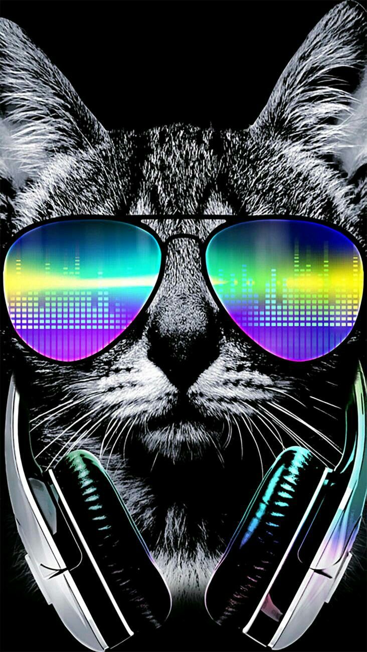 Cool Cat Wallpapers