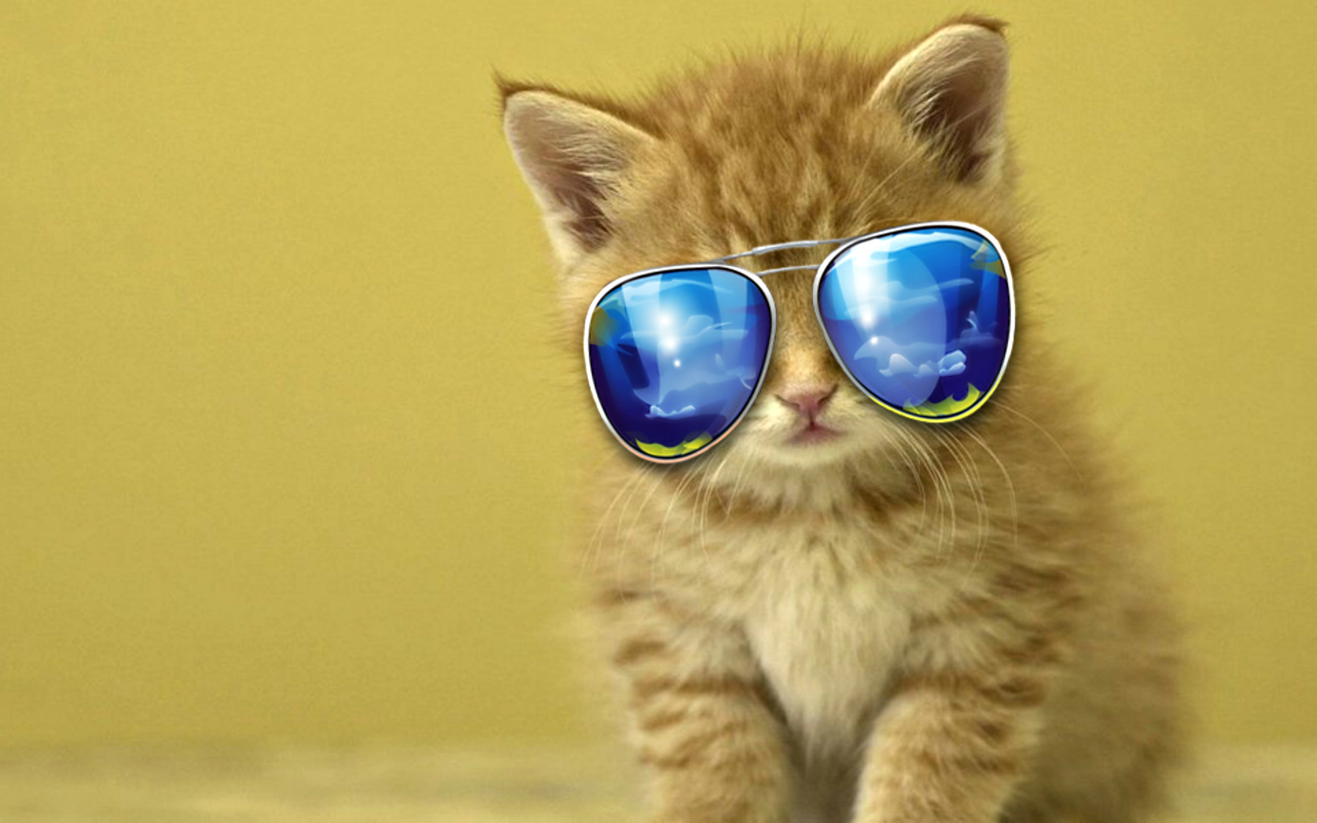 Cool Cat Wallpapers