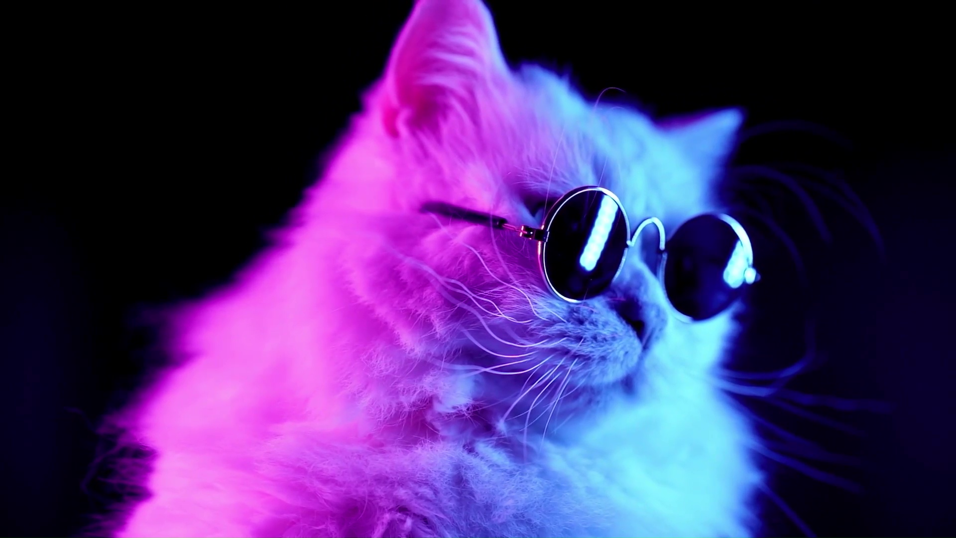 Cool Cat Wallpapers
