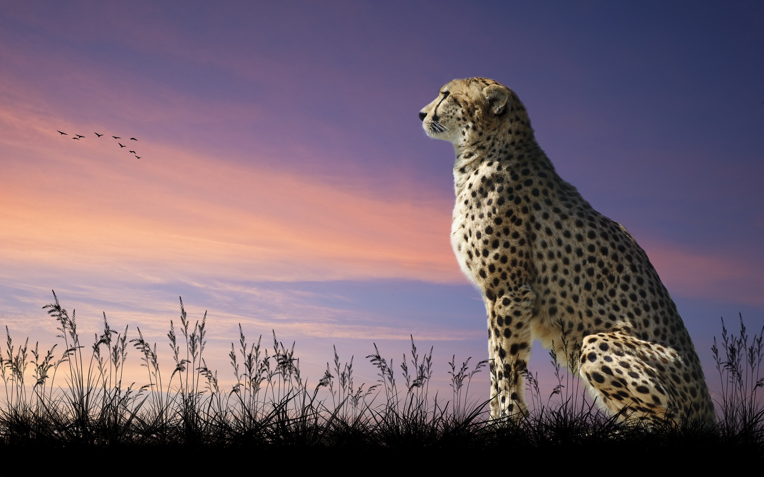 Cool Cheetah Wallpapers