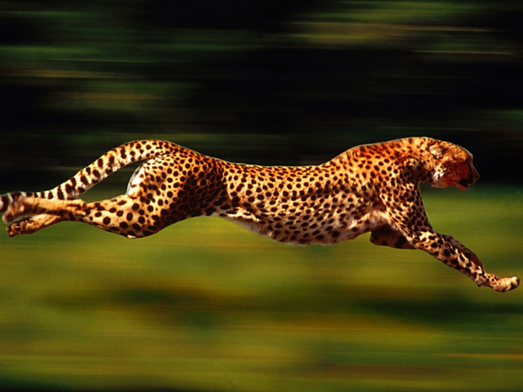 Cool Cheetah Wallpapers