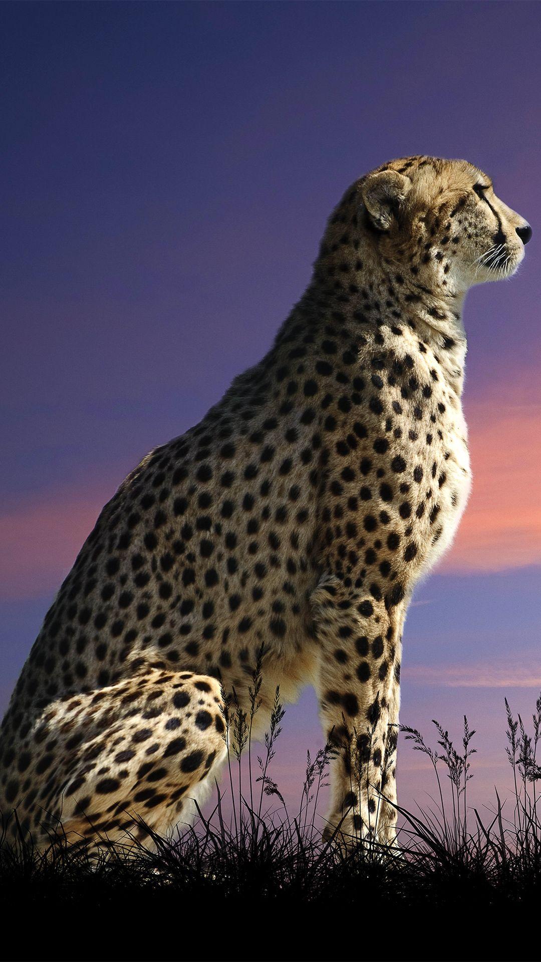 Cool Cheetah Wallpapers