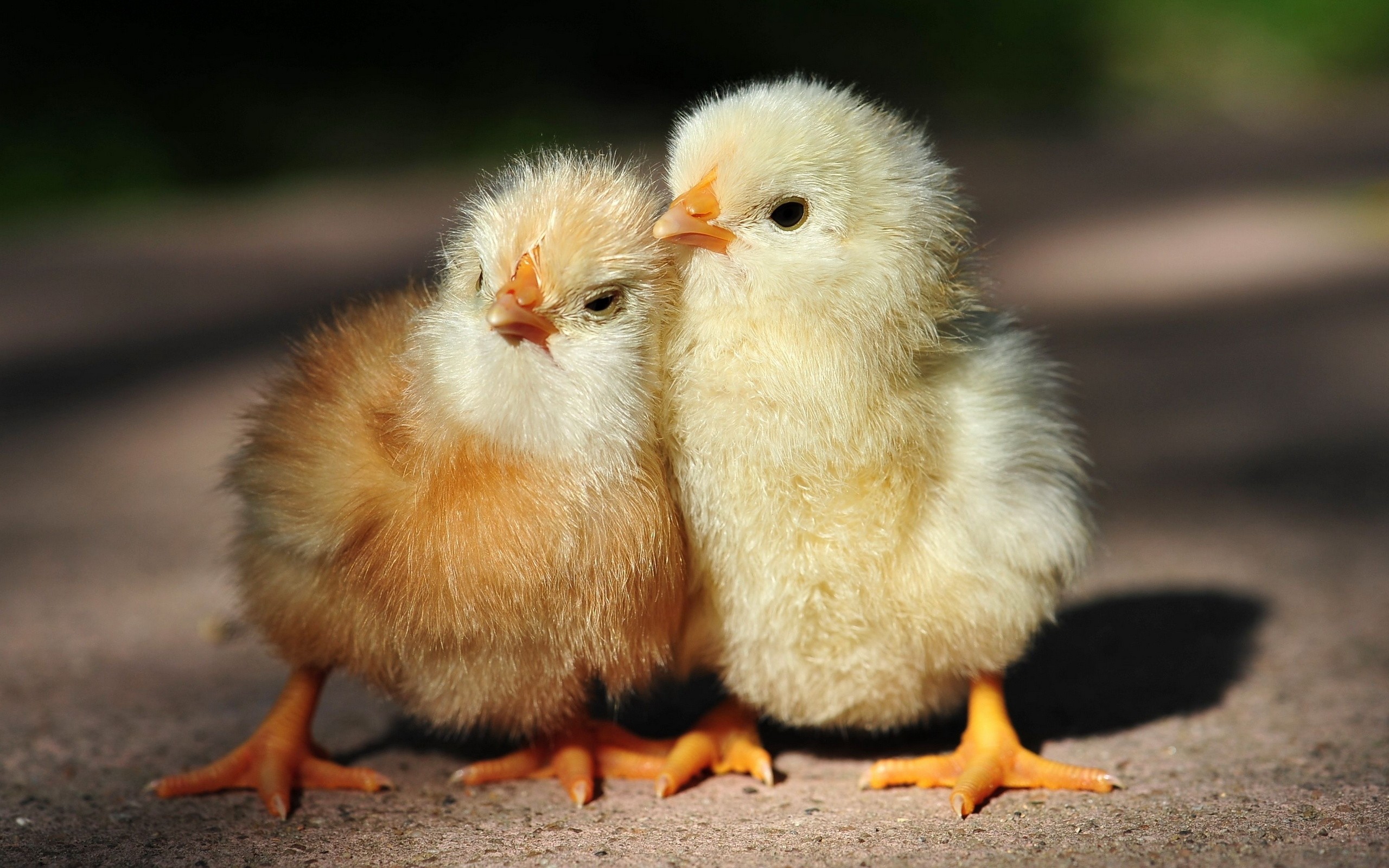 Cool Chicken Wallpapers