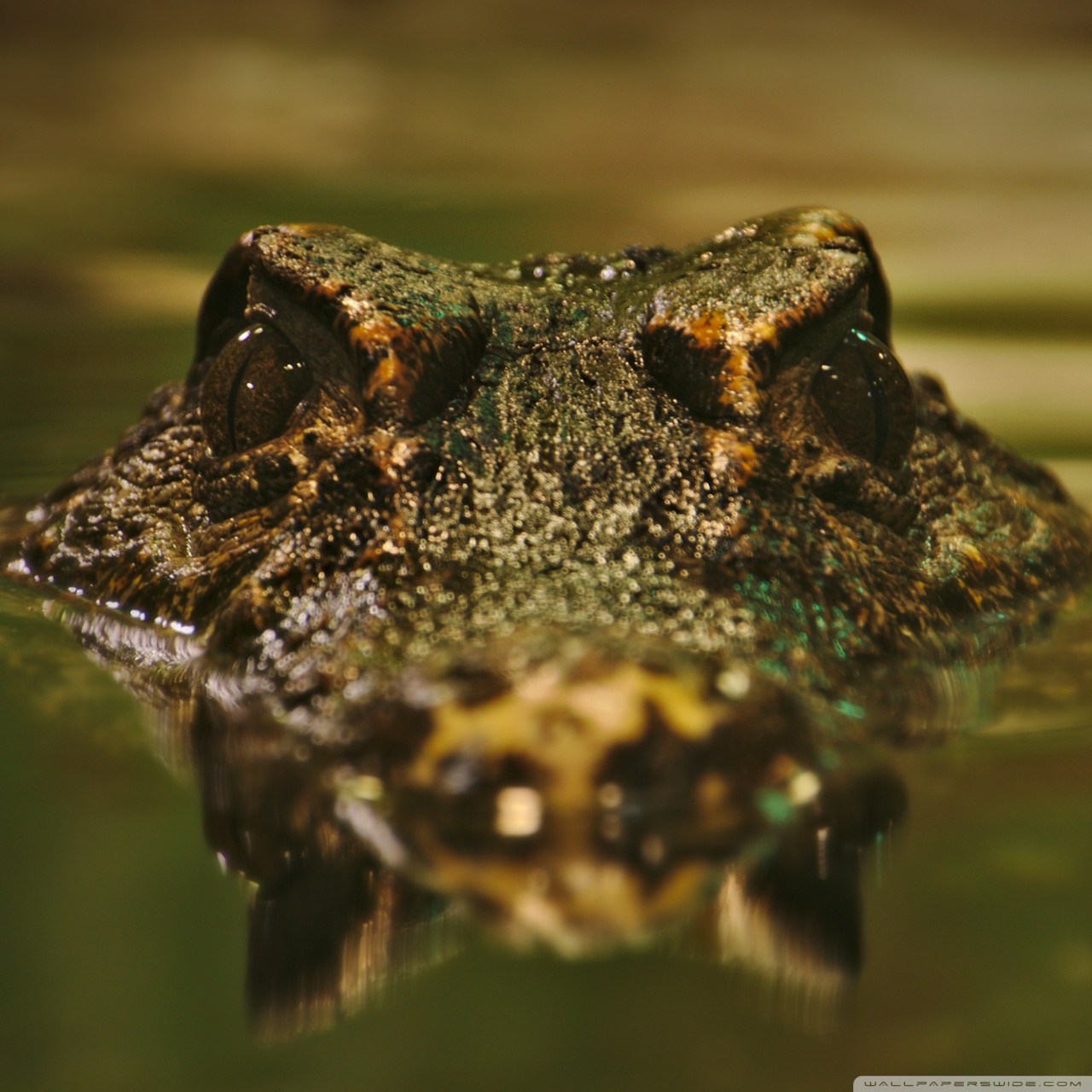 Cool Crocodile Wallpapers