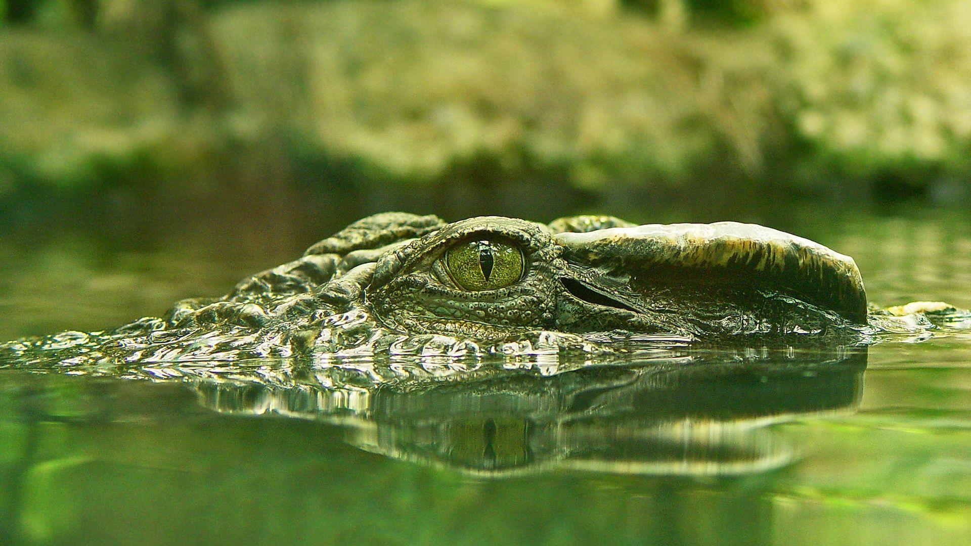 Cool Crocodile Wallpapers