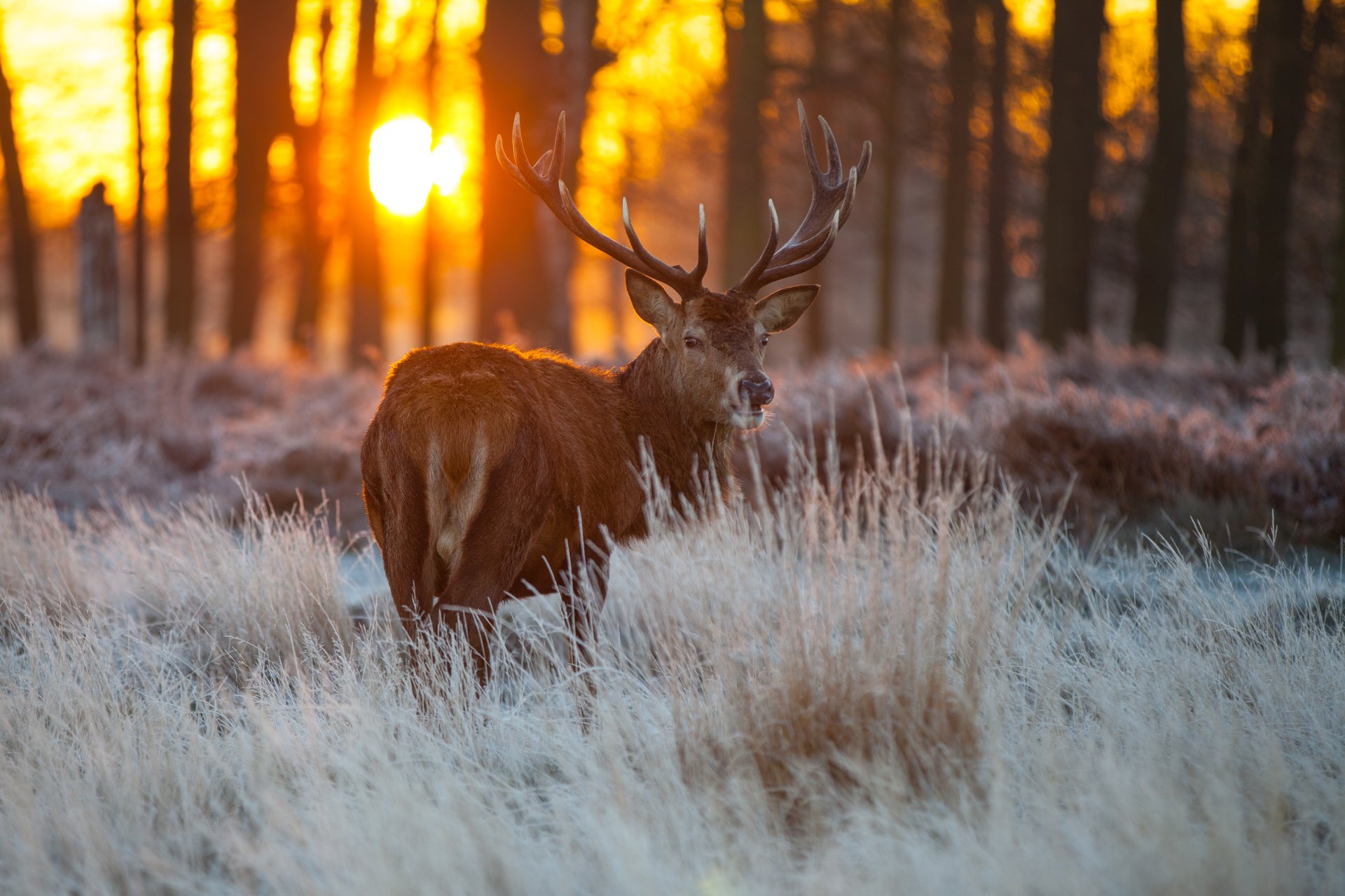 Cool Deer Wallpapers