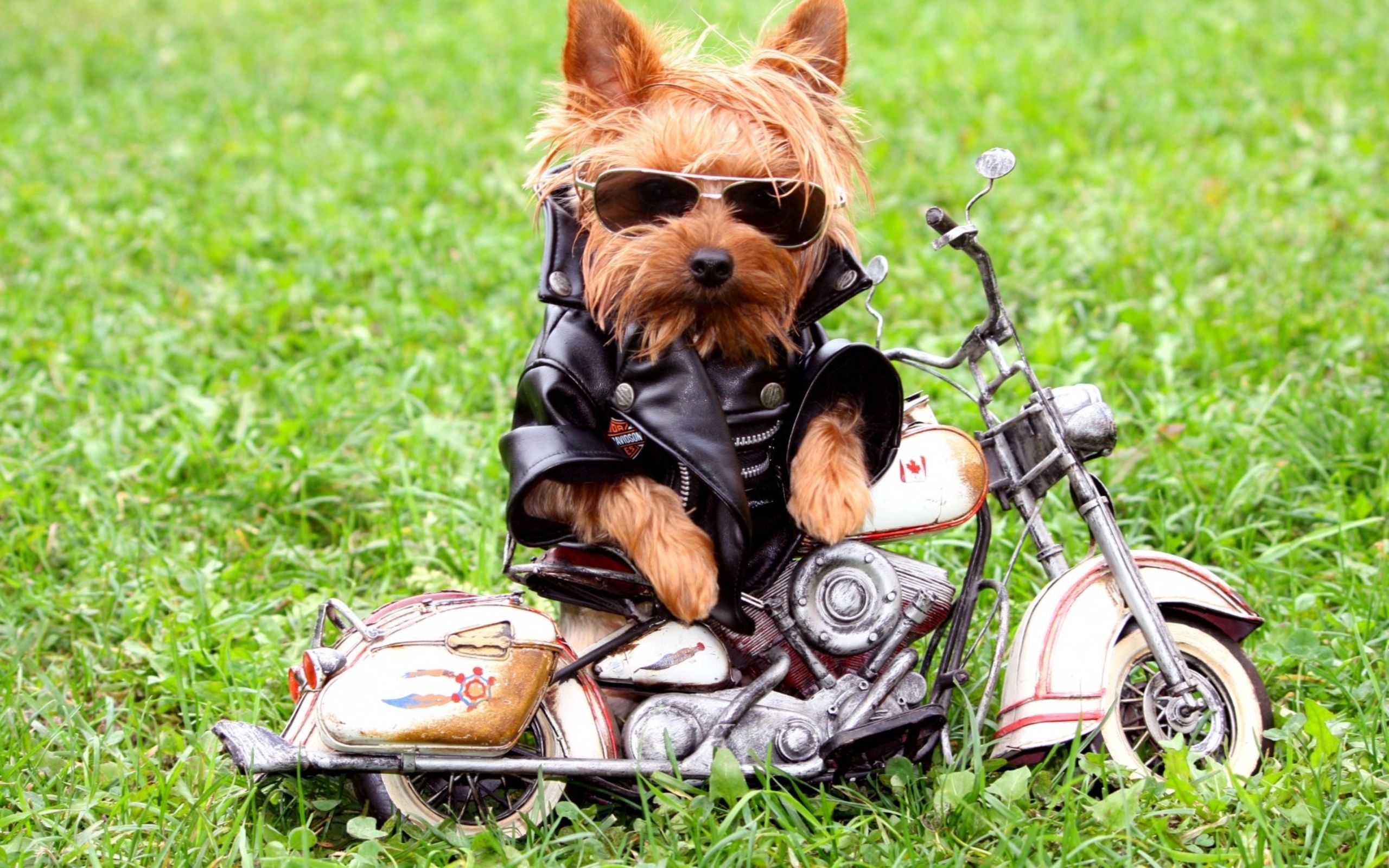 Cool Dogs Wallpapers