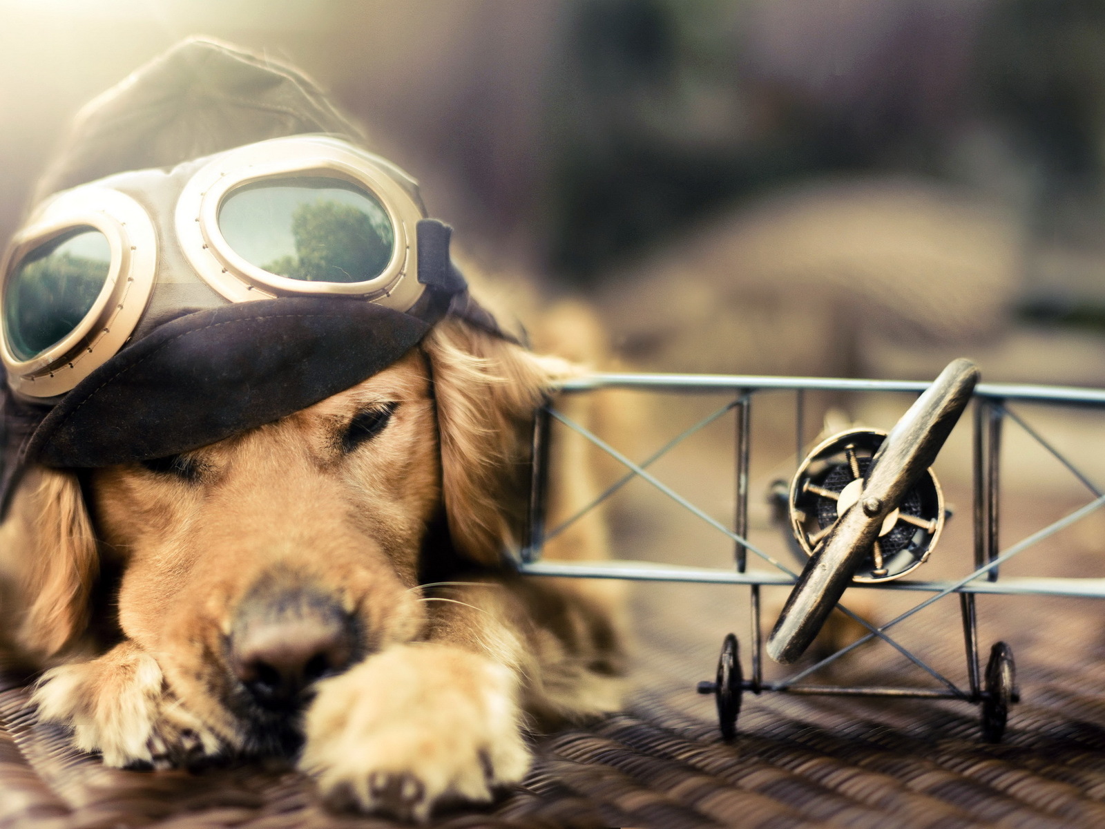 Cool Dogs Wallpapers