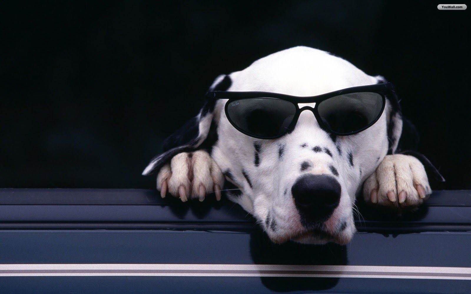 Cool Dogs Wallpapers