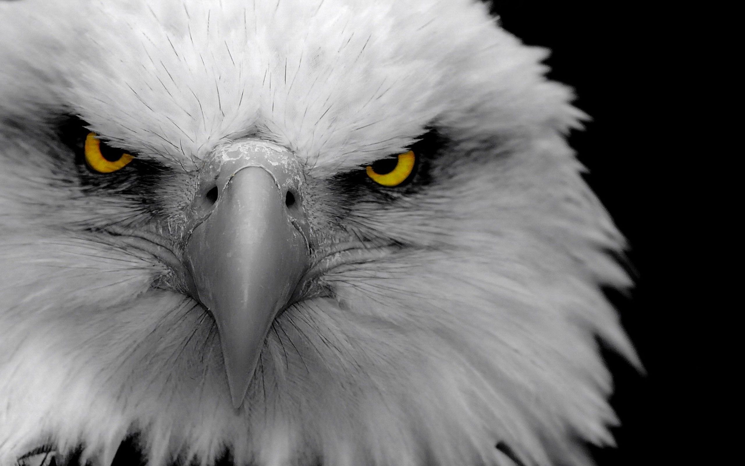 Cool Eagle Wallpapers