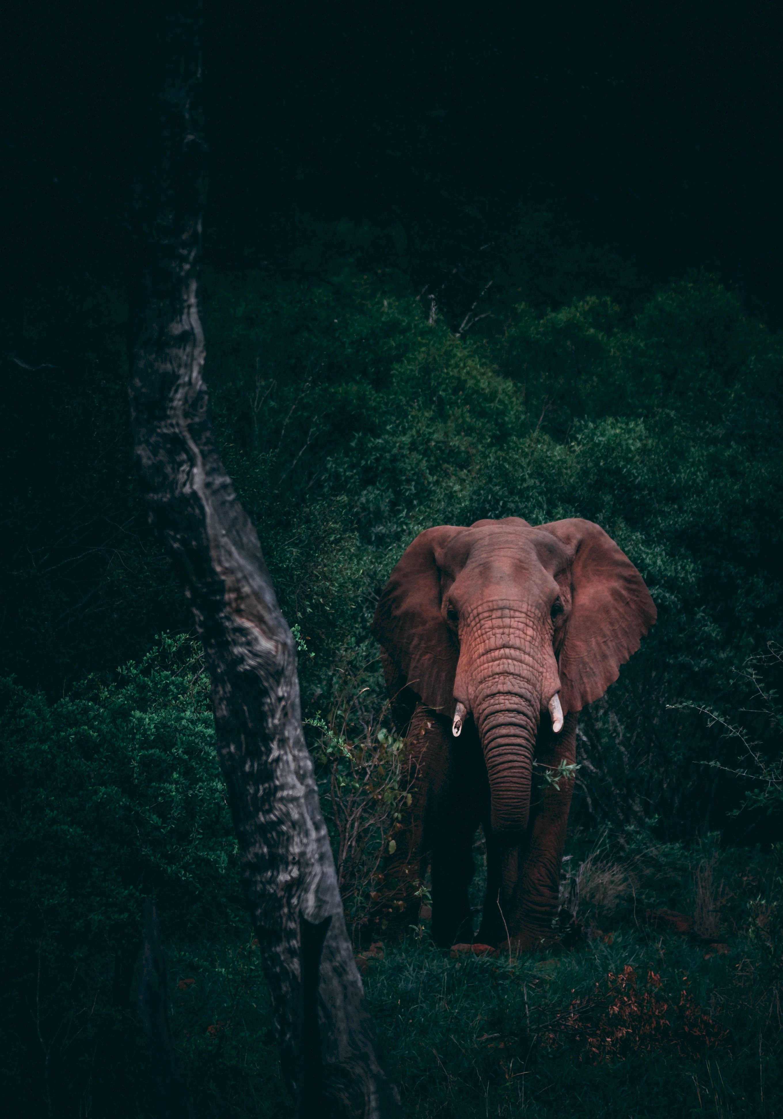 Cool Elephant Phone Wallpapers