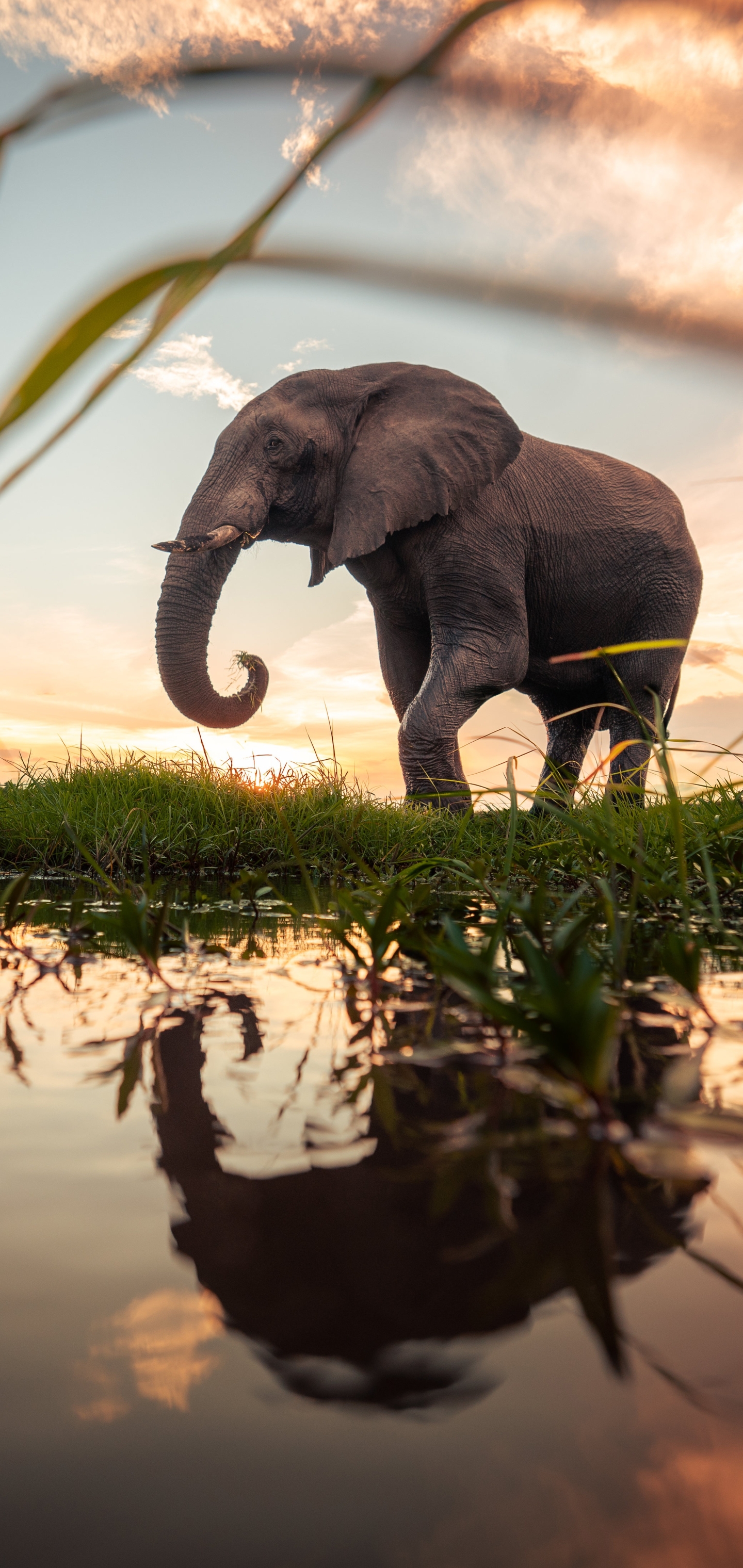 Cool Elephant Phone Wallpapers