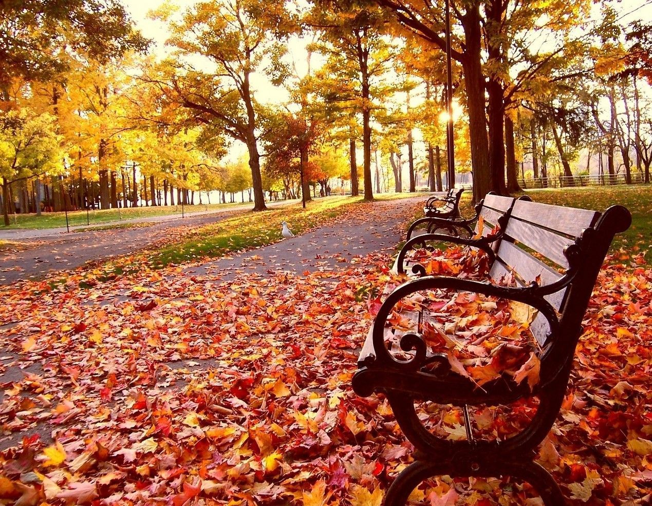 Cool Fall Backgrounds