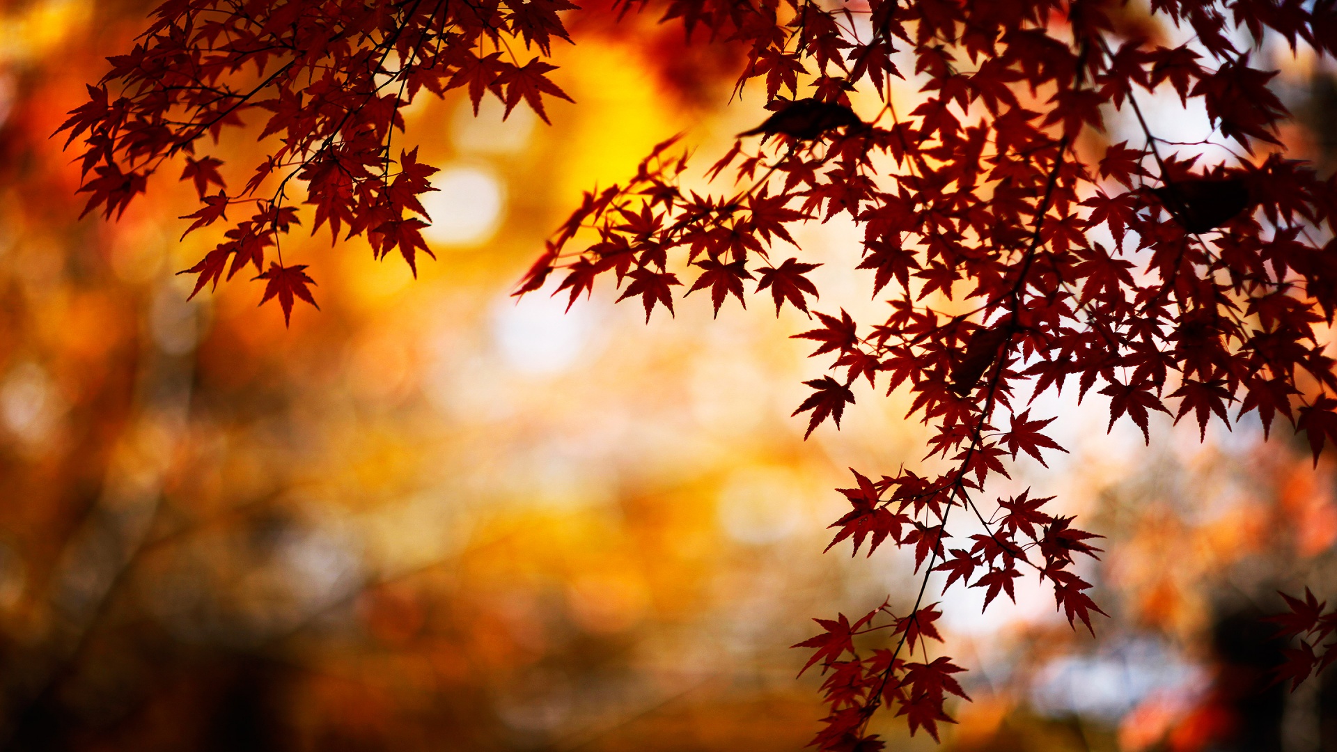 Cool Fall Backgrounds