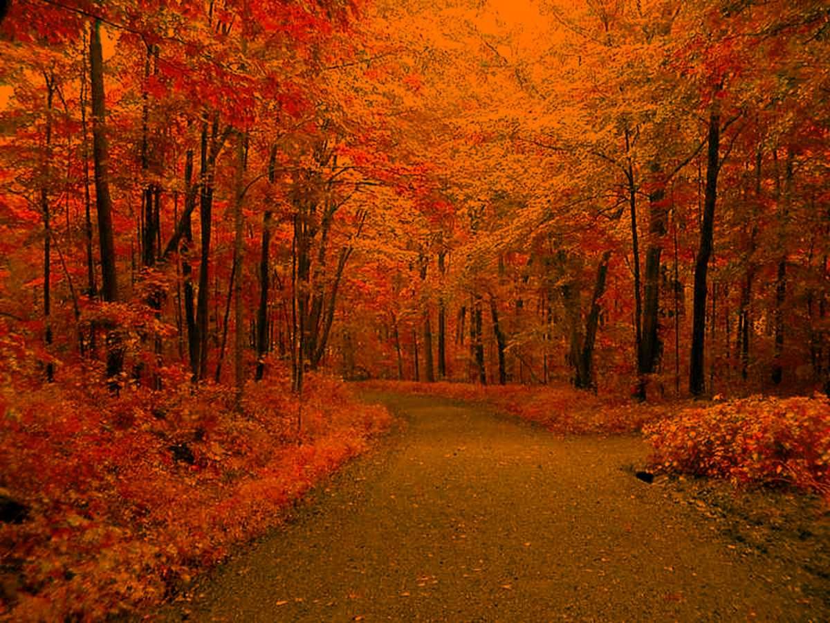 Cool Fall Backgrounds