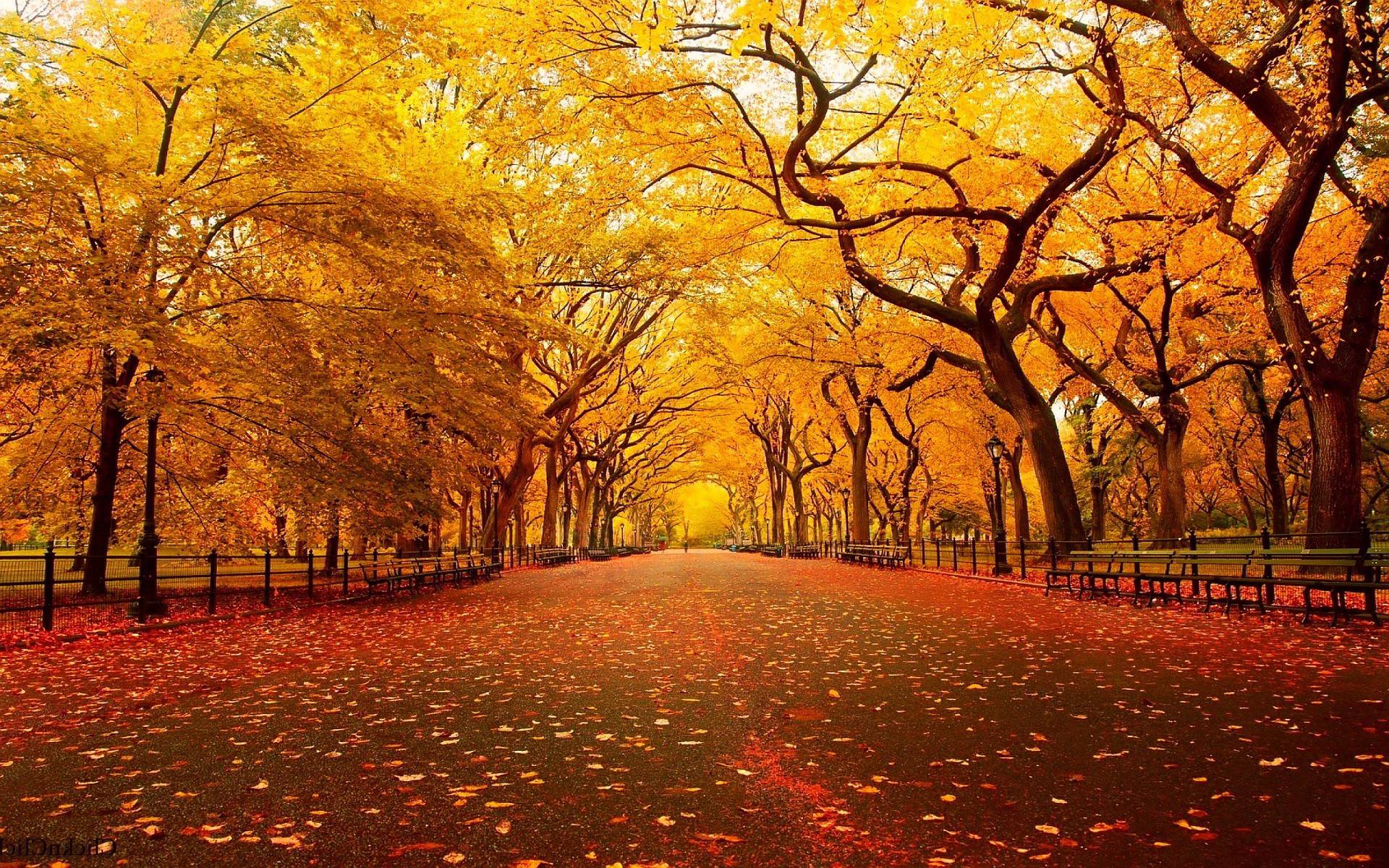 Cool Fall Backgrounds