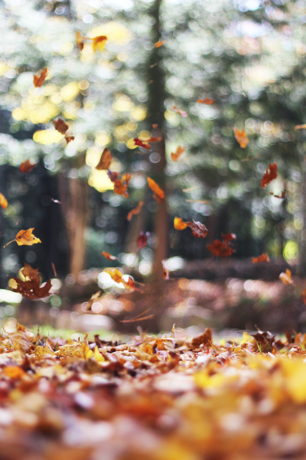 Cool Fall Backgrounds