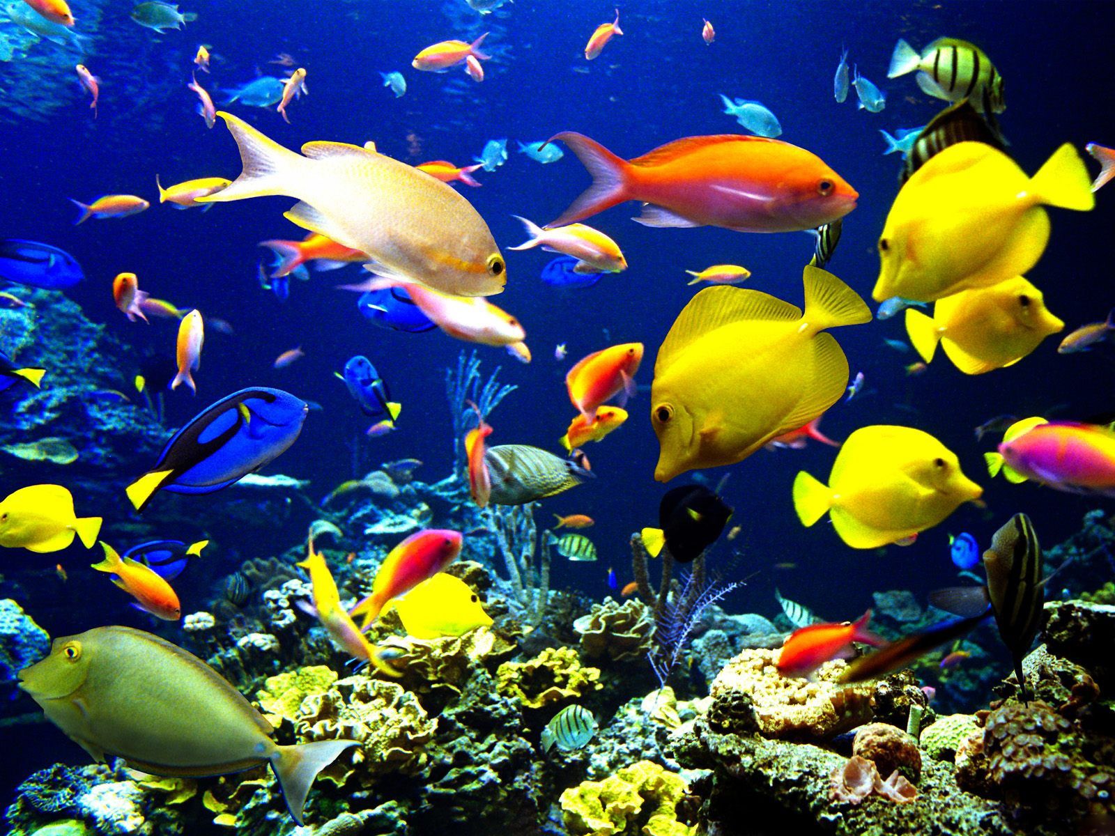 Cool Fish Backgrounds