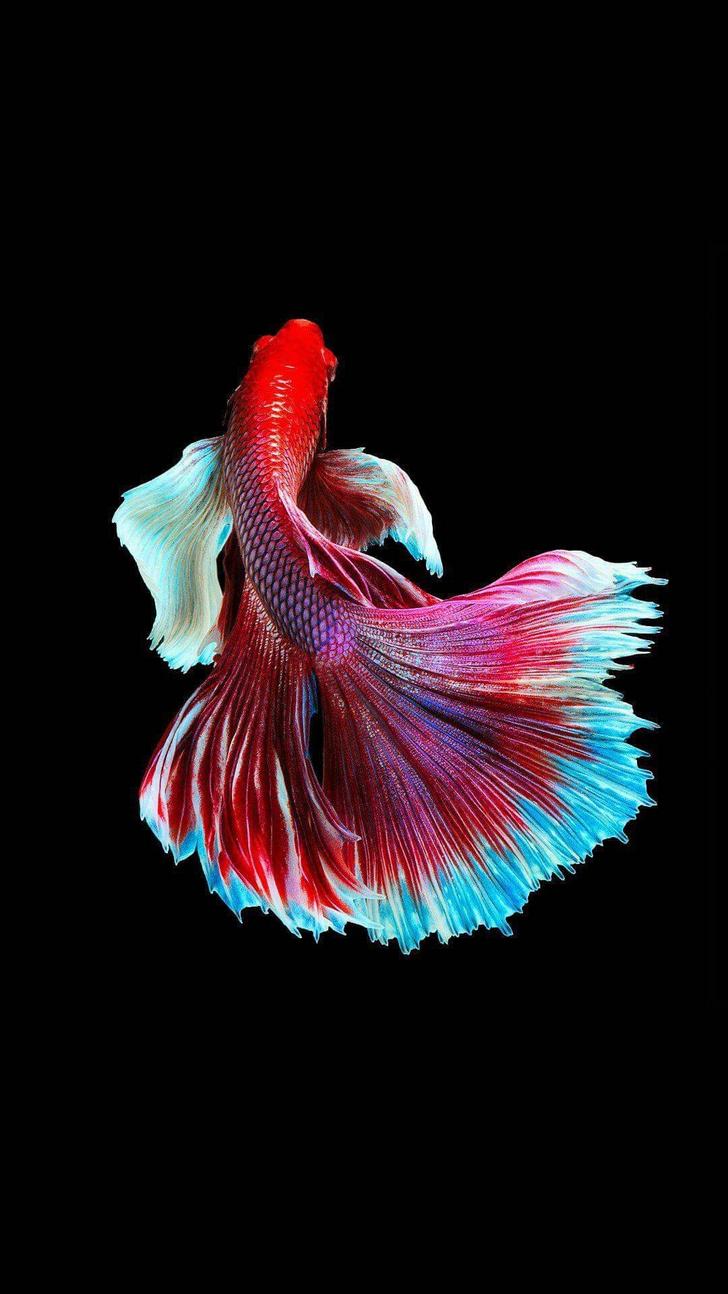 Cool Fish Wallpapers