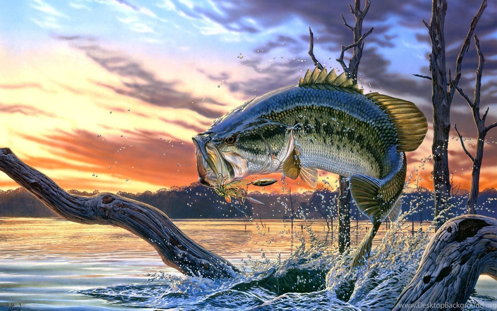 Cool Fish Wallpapers