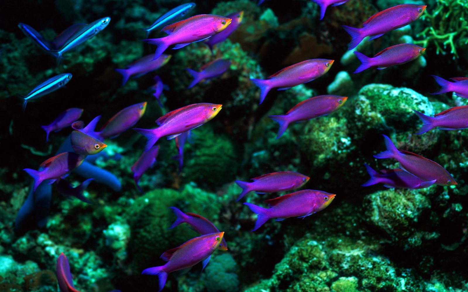 Cool Fish Wallpapers