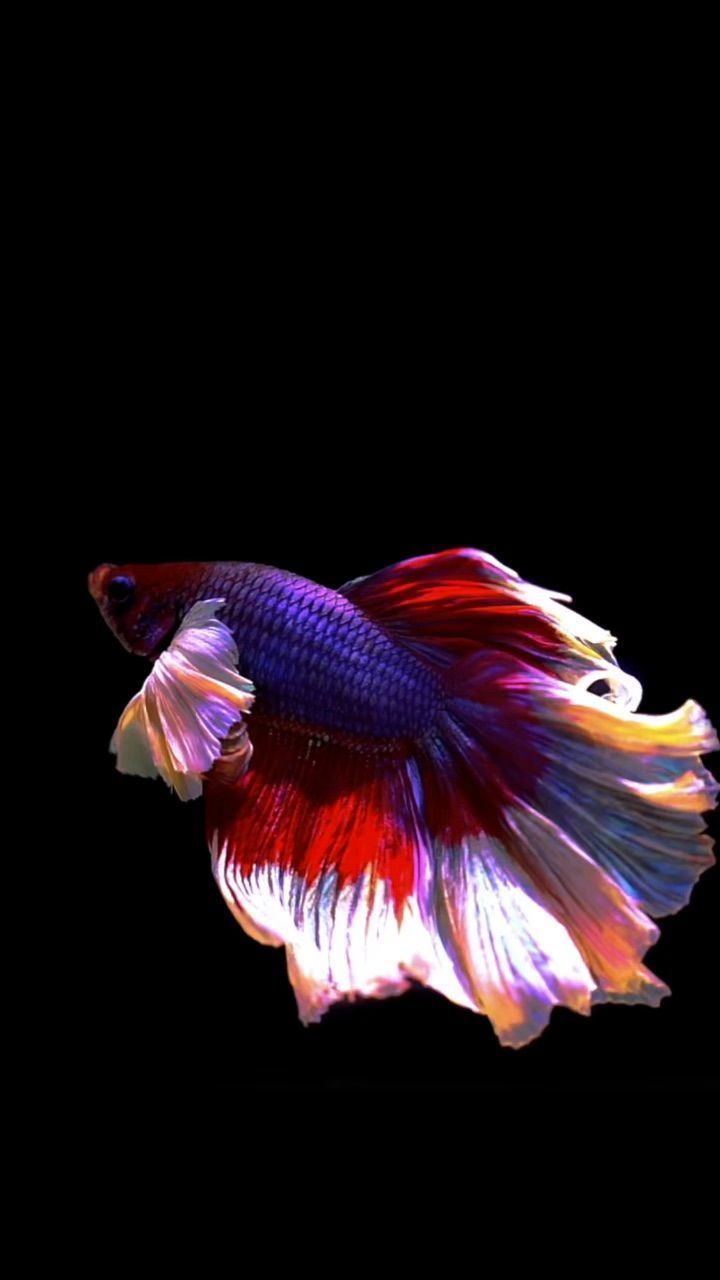 Cool Fish Wallpapers