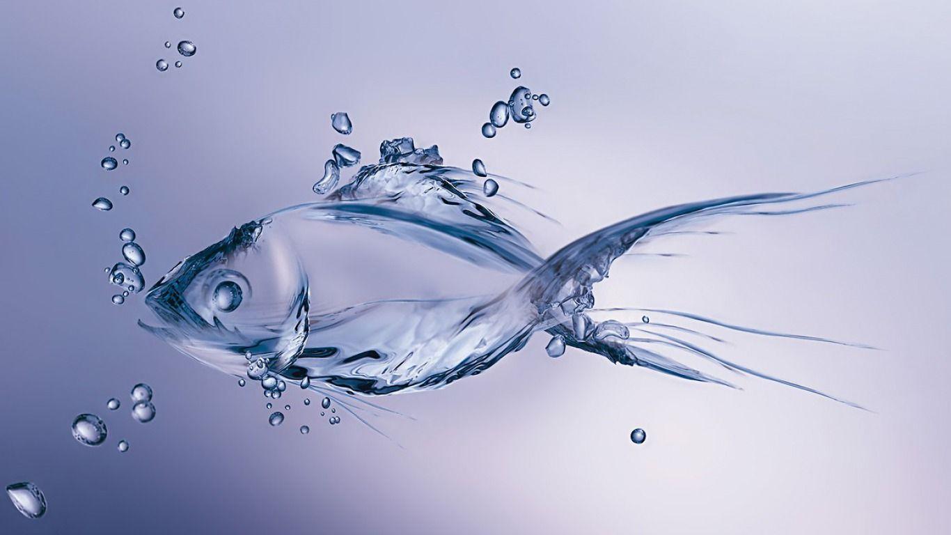 Cool Fish Wallpapers