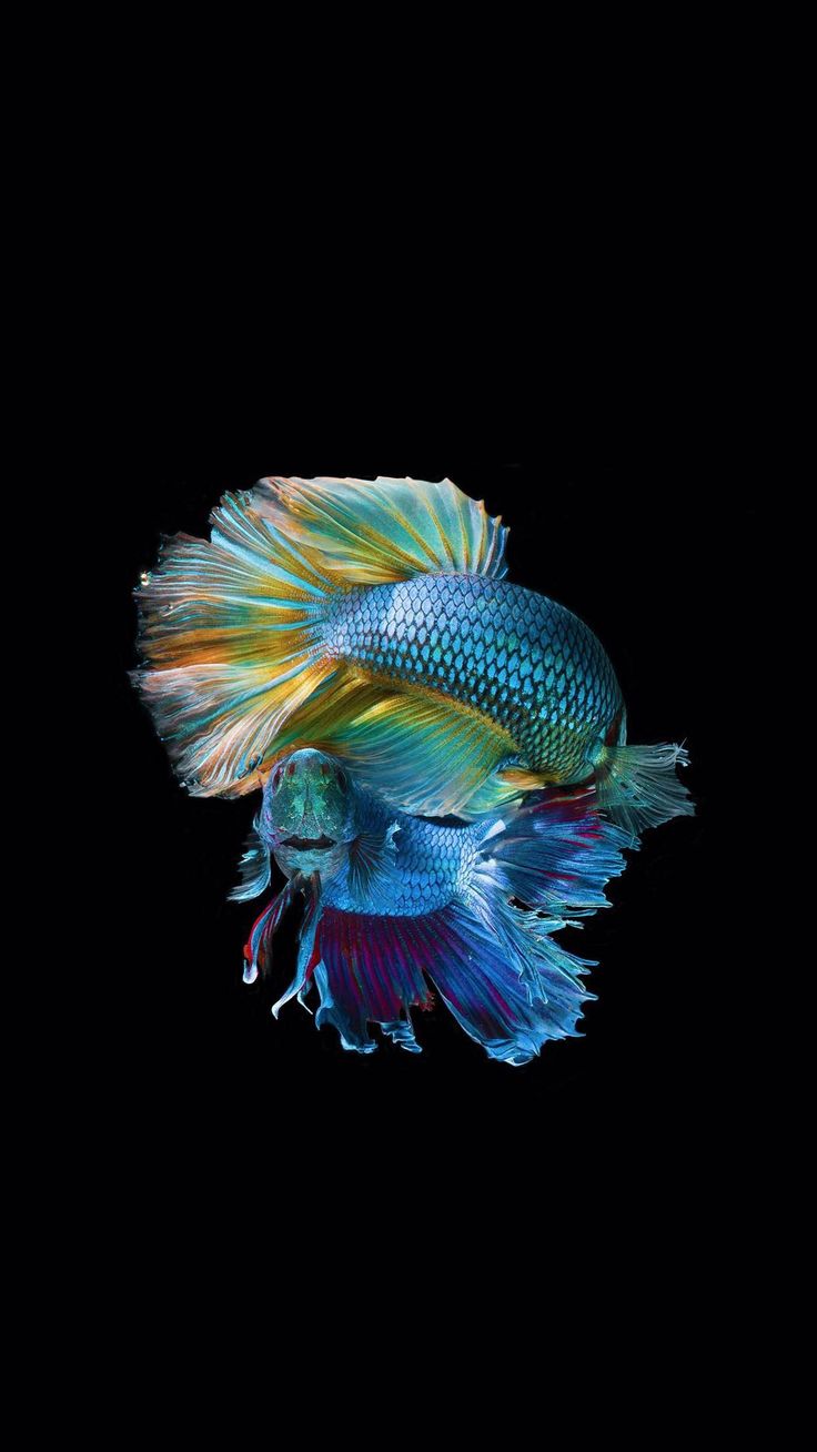 Cool Fish Wallpapers